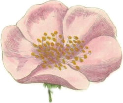 Illustration of customer dog, Roxy the poodle