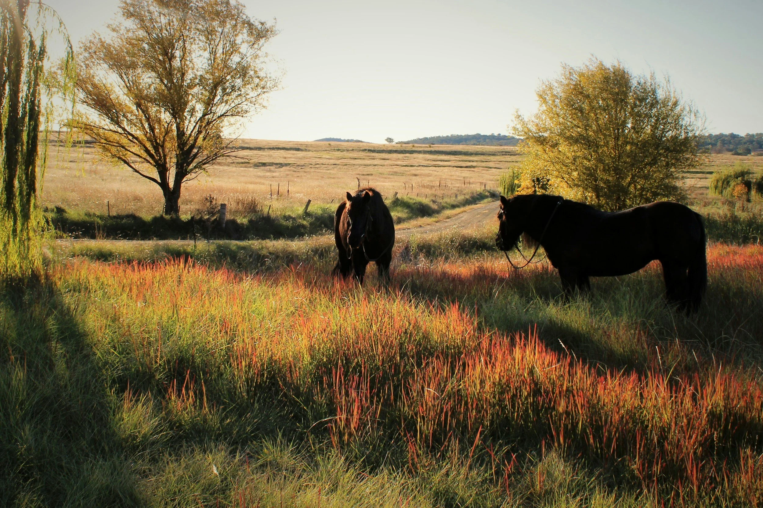 A few horses in a field, the kind of animals Heather connects with in session