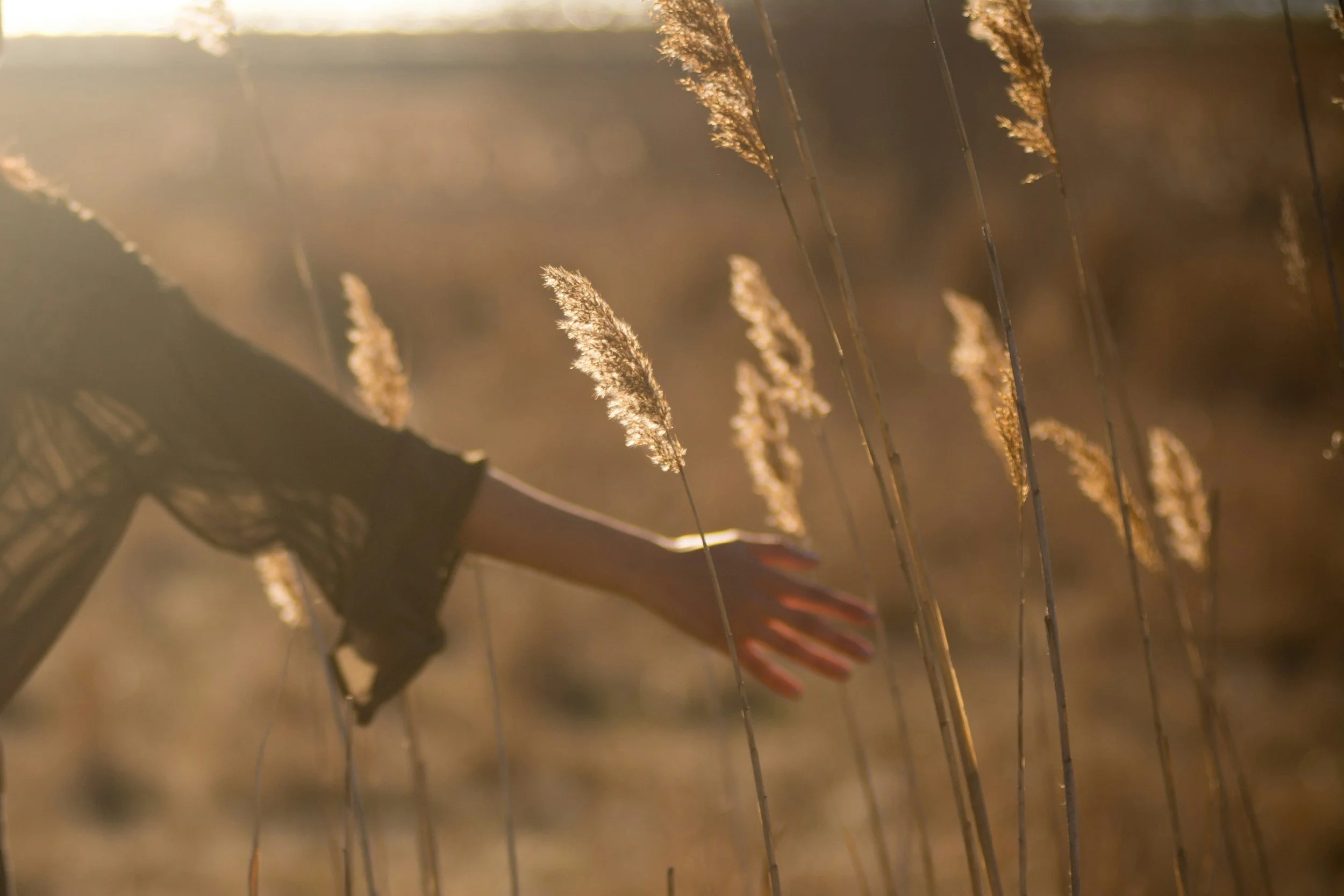 A woman resting her hand on tall sunlit grass, evoking intuitive energy work for women