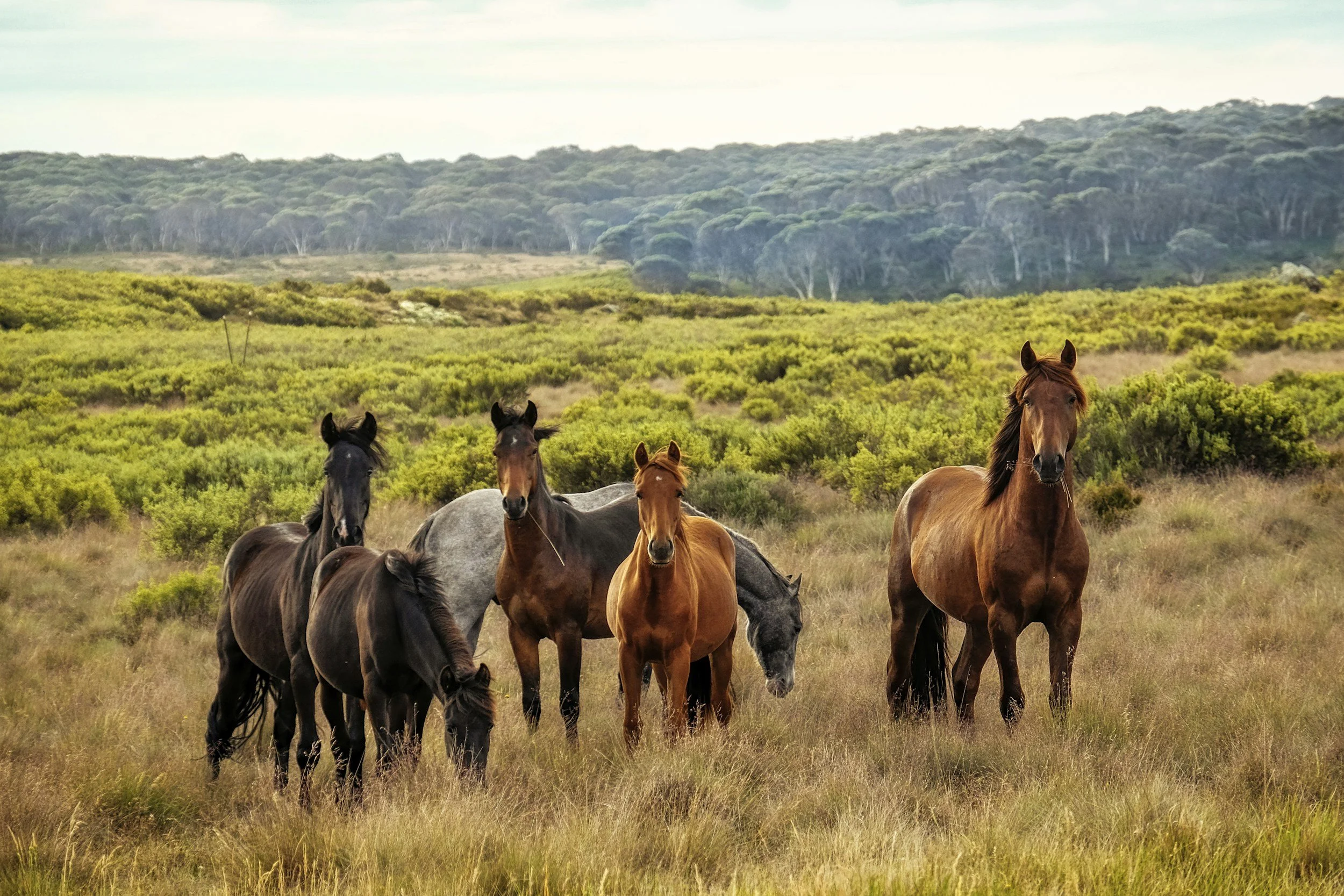 A group of seven horses standing in a grassy field with green bushes and rolling hills in the background.