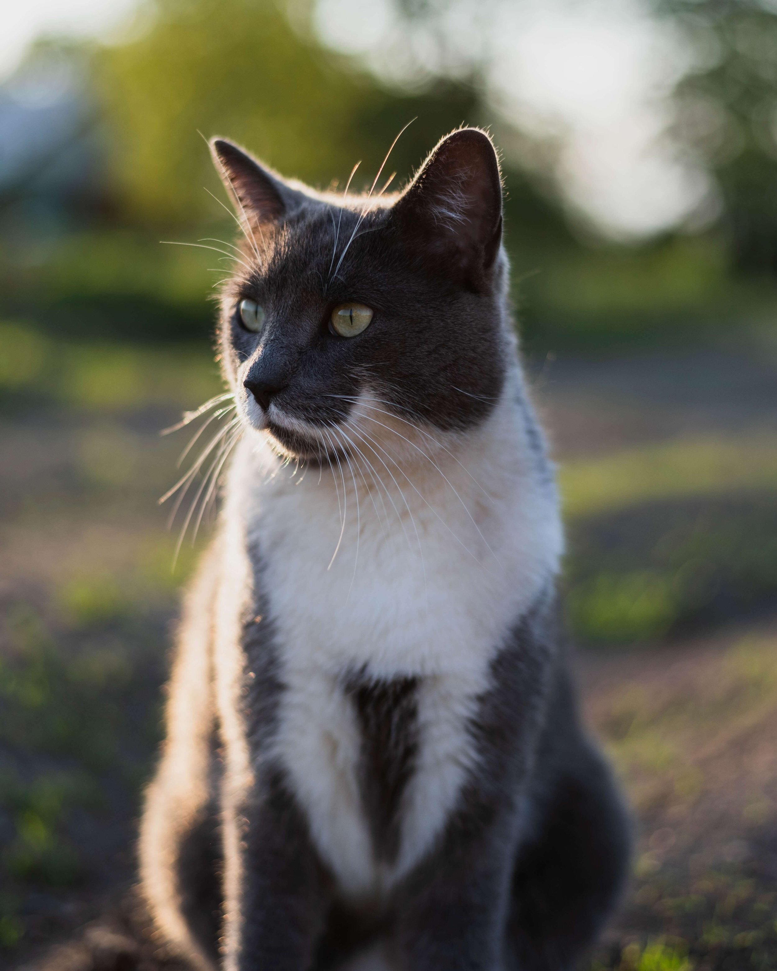 Geena a grey and white cat sitting outdoors in warm golden light