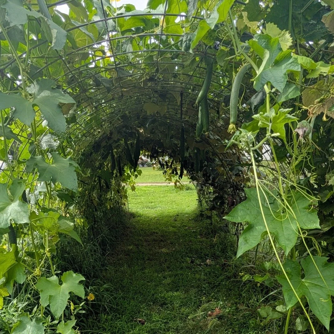 trellis.jpg