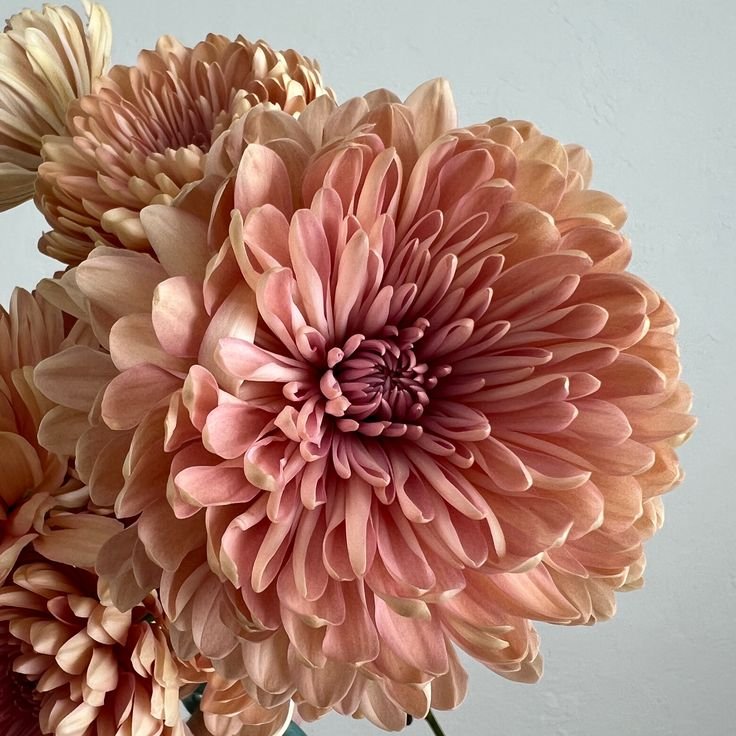 Terracotta Wedding Flower DIY Packages.jpeg
