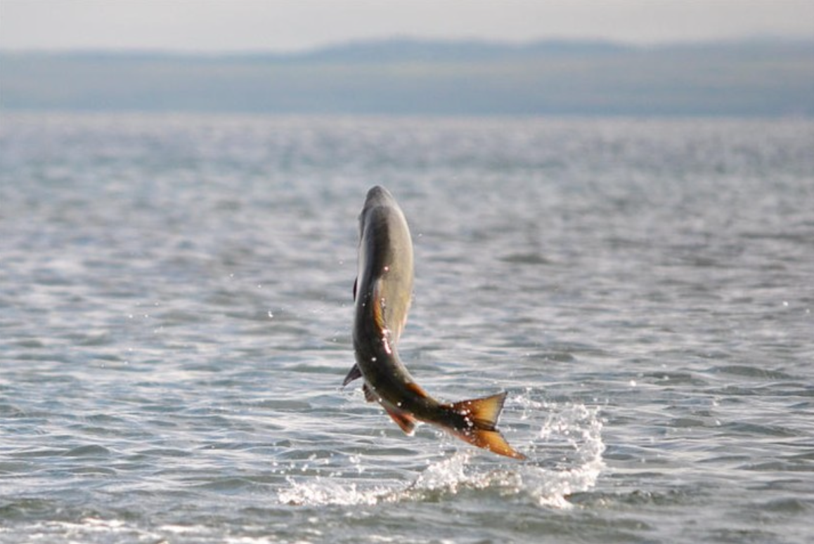   GOOD FISH  GOOD FOLKS  