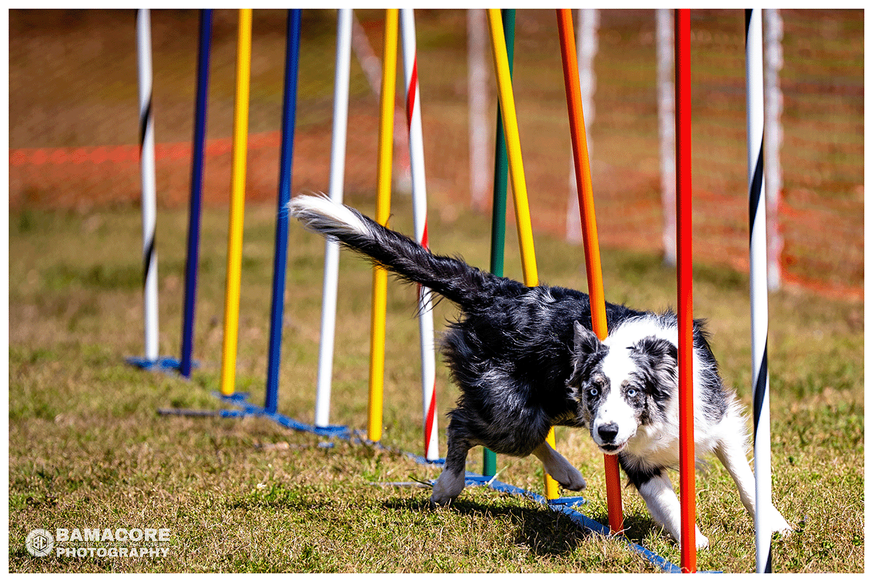 dog running an obstacle course