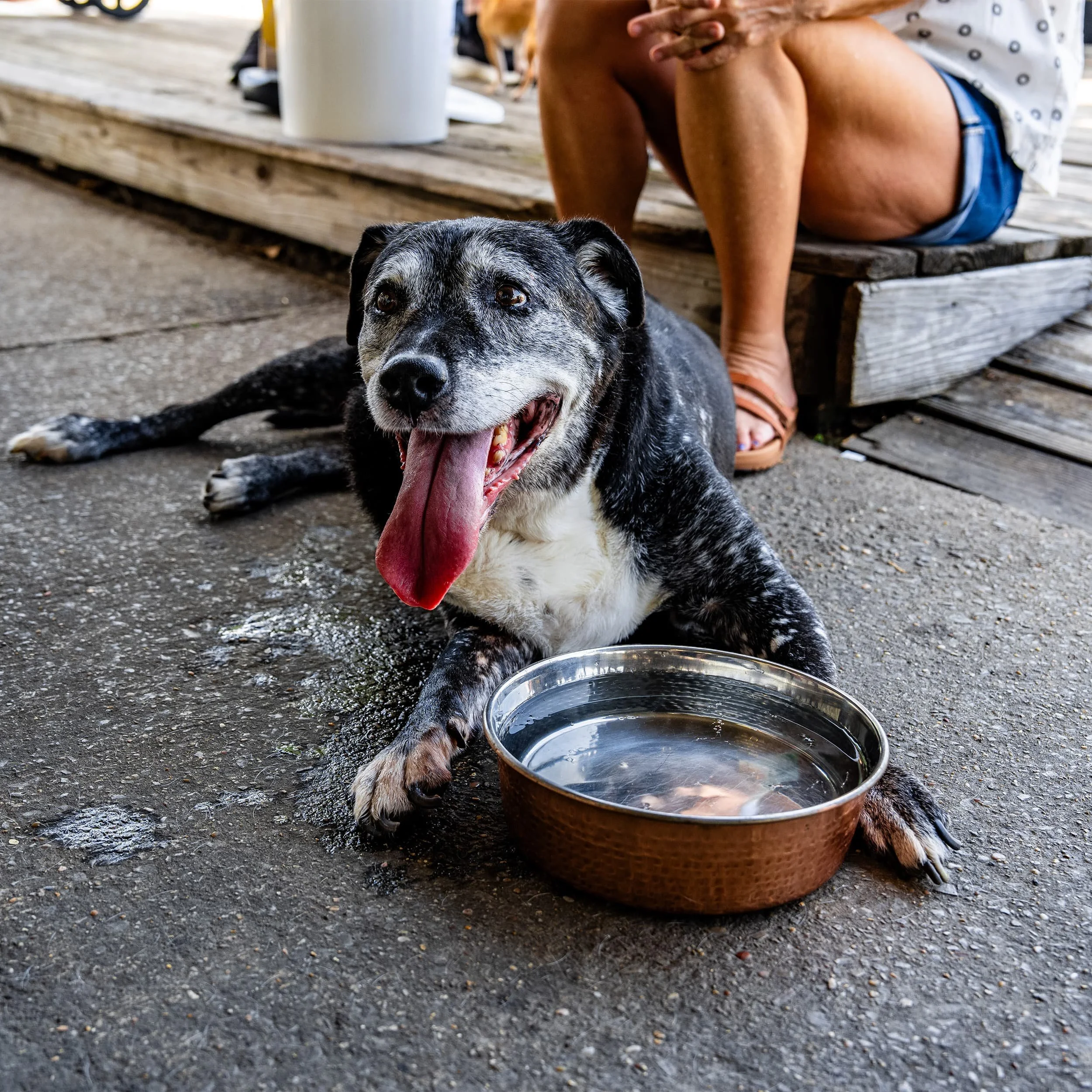Older dog laying in front of a water bowl
