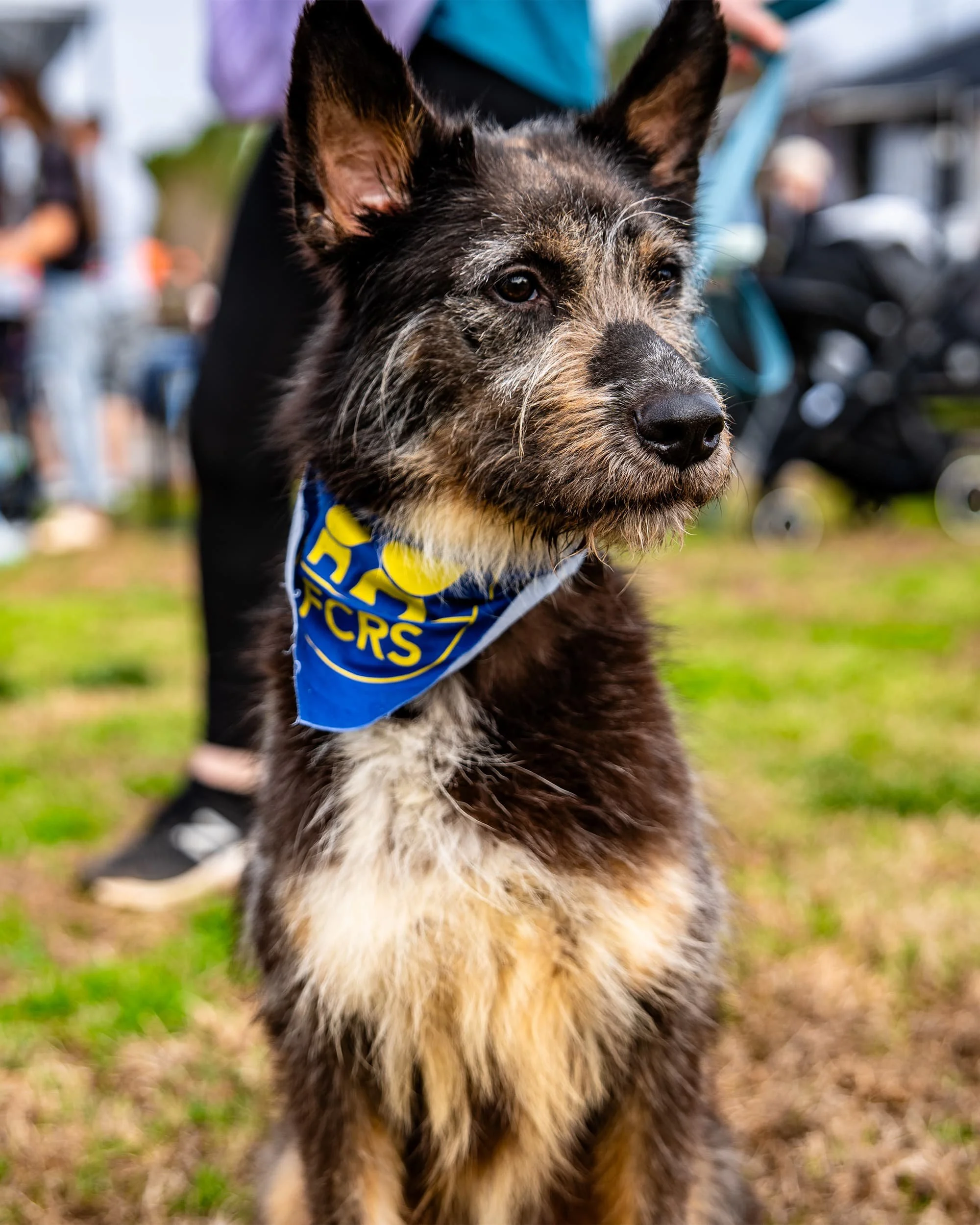 A rescue dog wearing a bandana