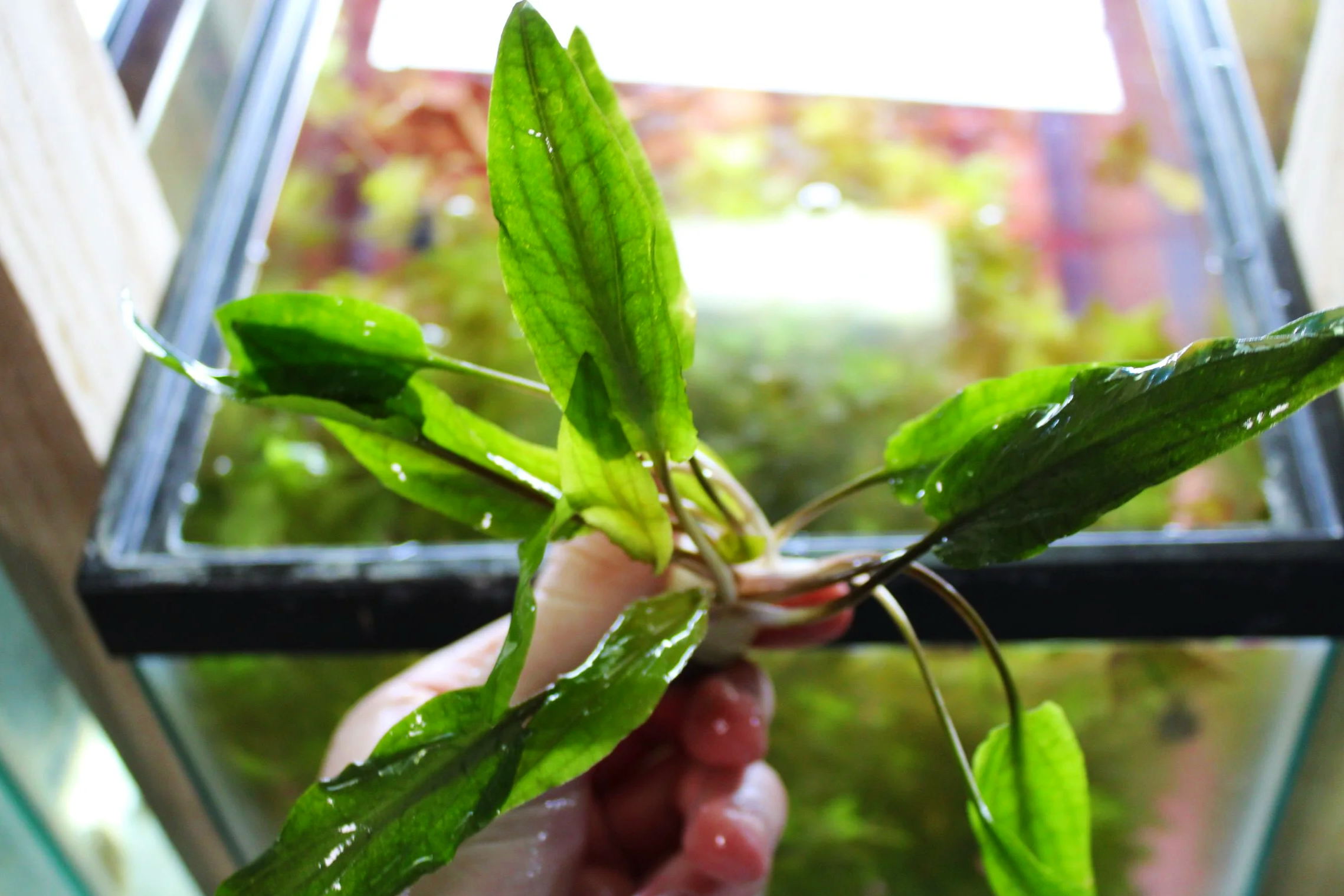 Cryptocoryne beckettii