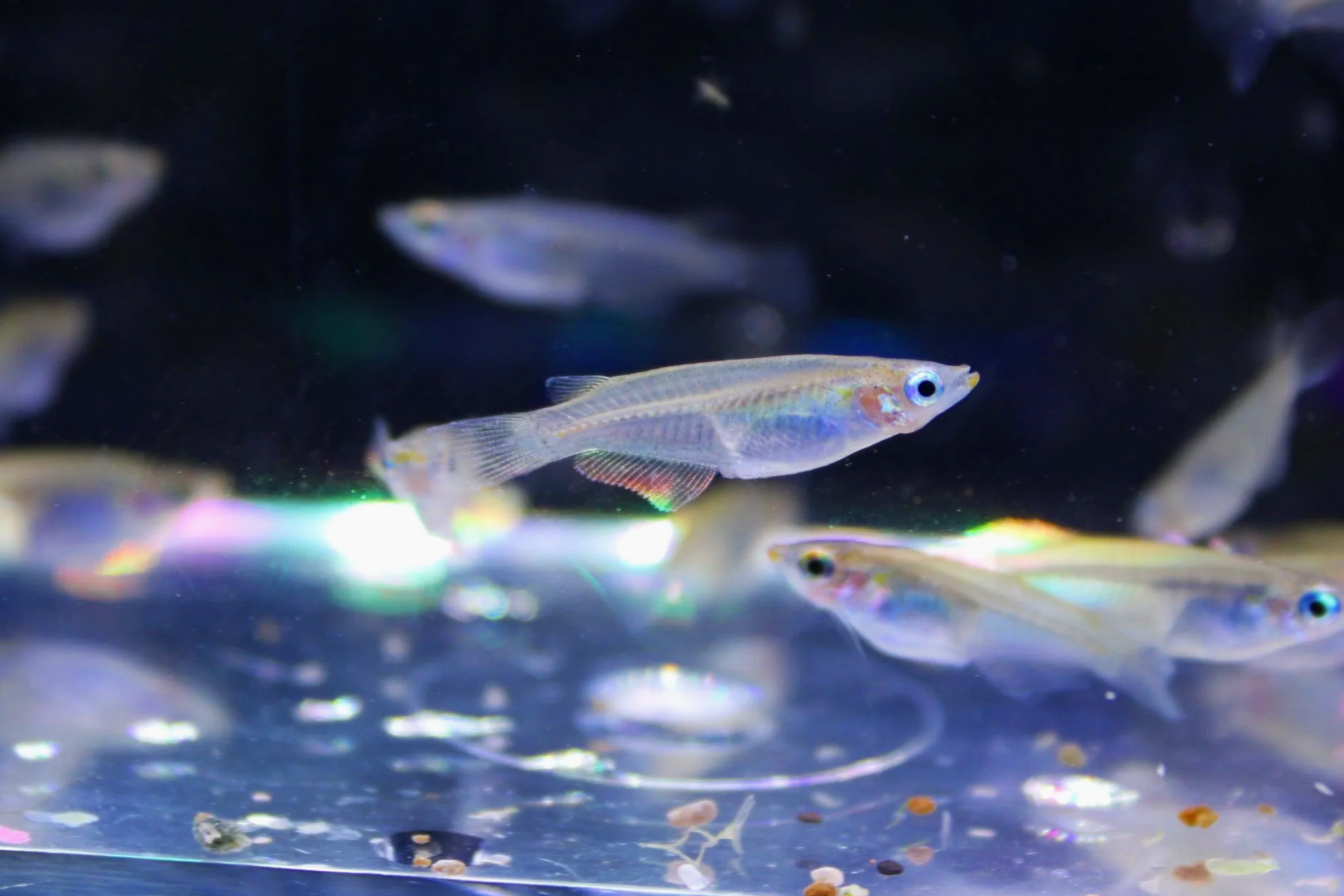 Javanese Ricefish 1