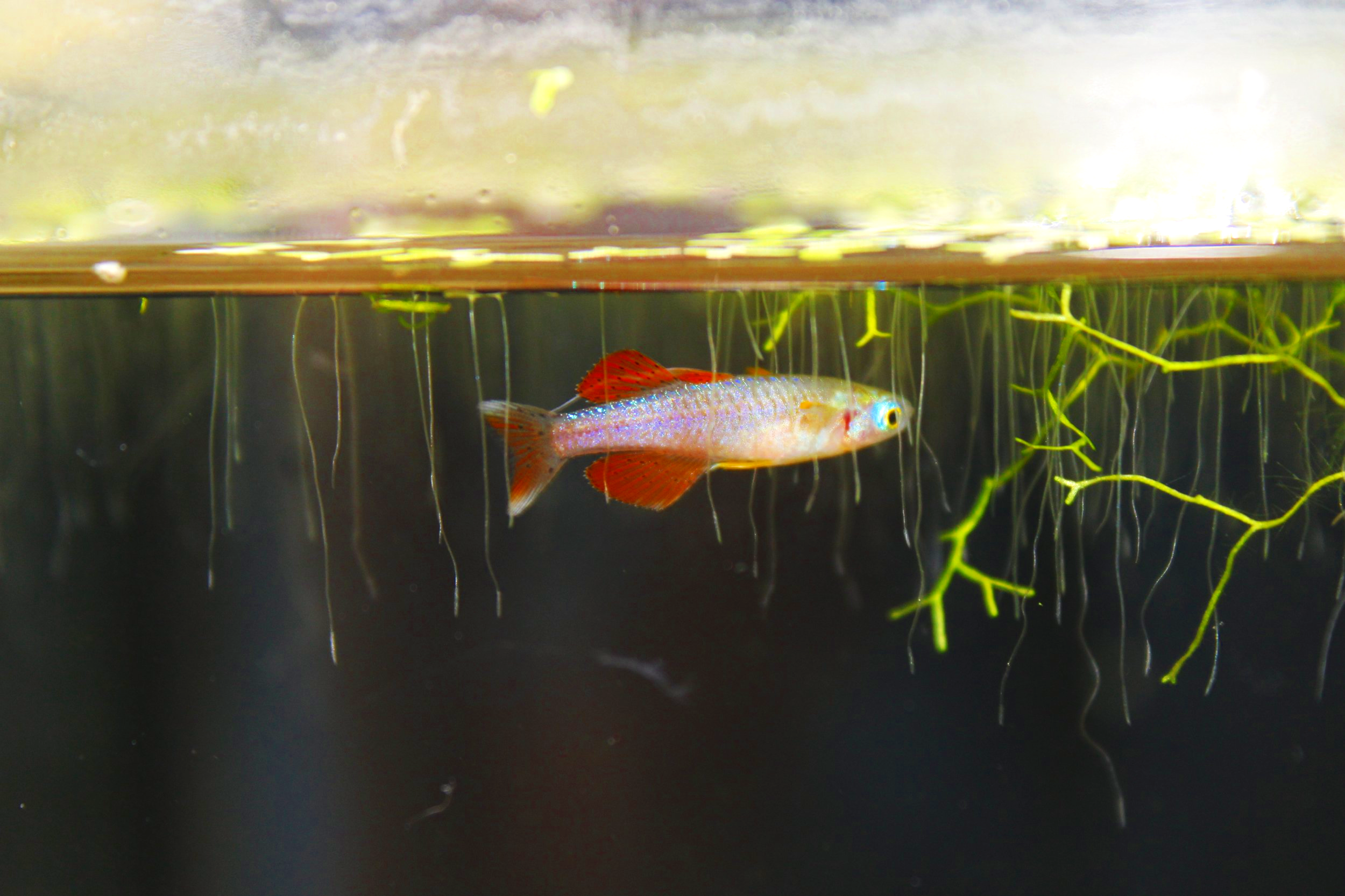 Male red neon blue eye rainbowfish.