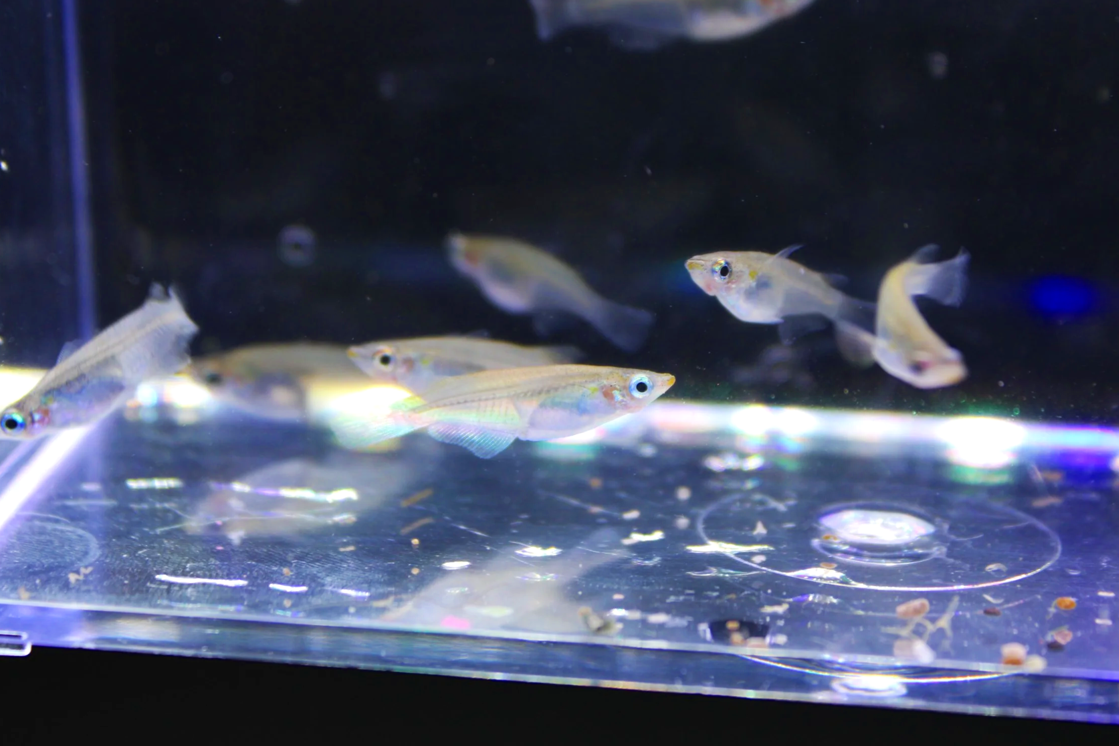 Javanese Ricefish 5