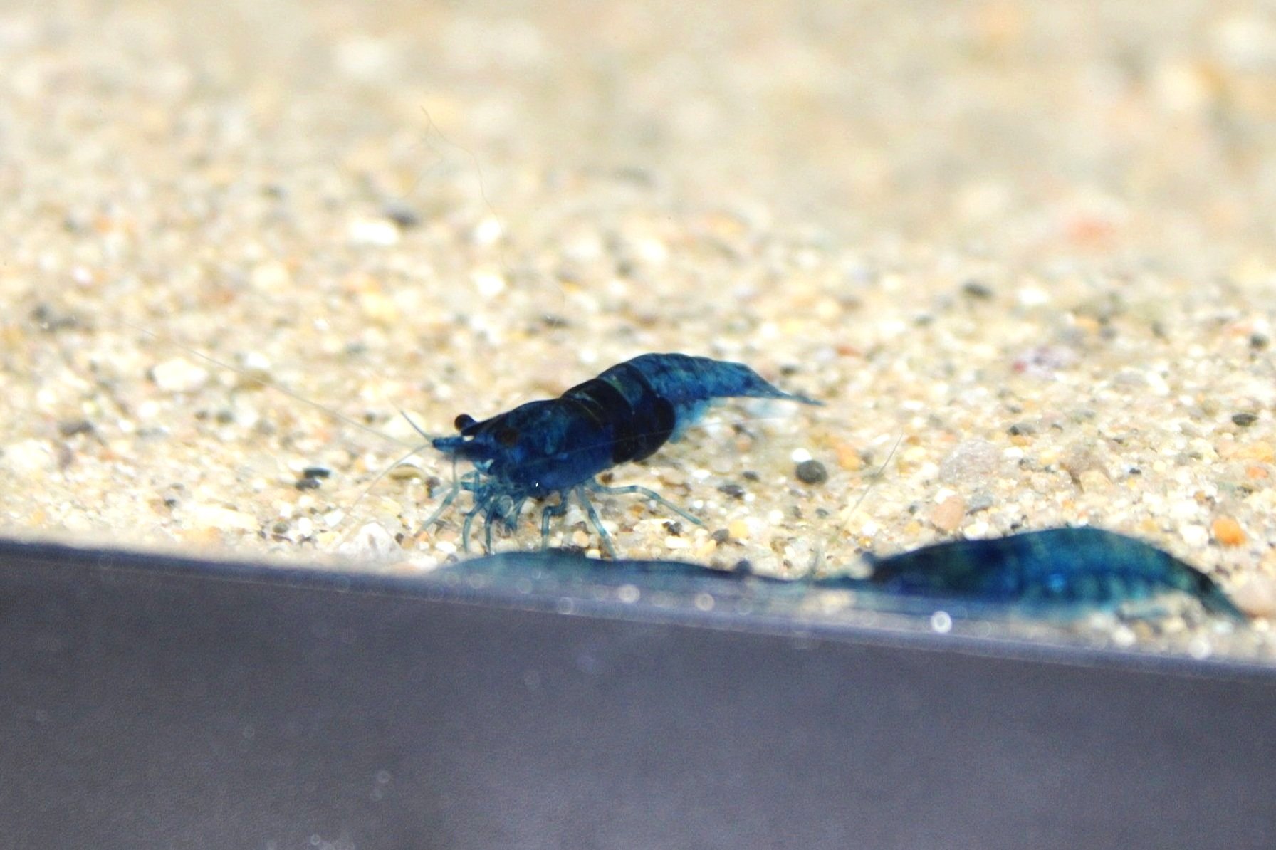 2 high grade blue dream neocaridina freshwater shrimp.