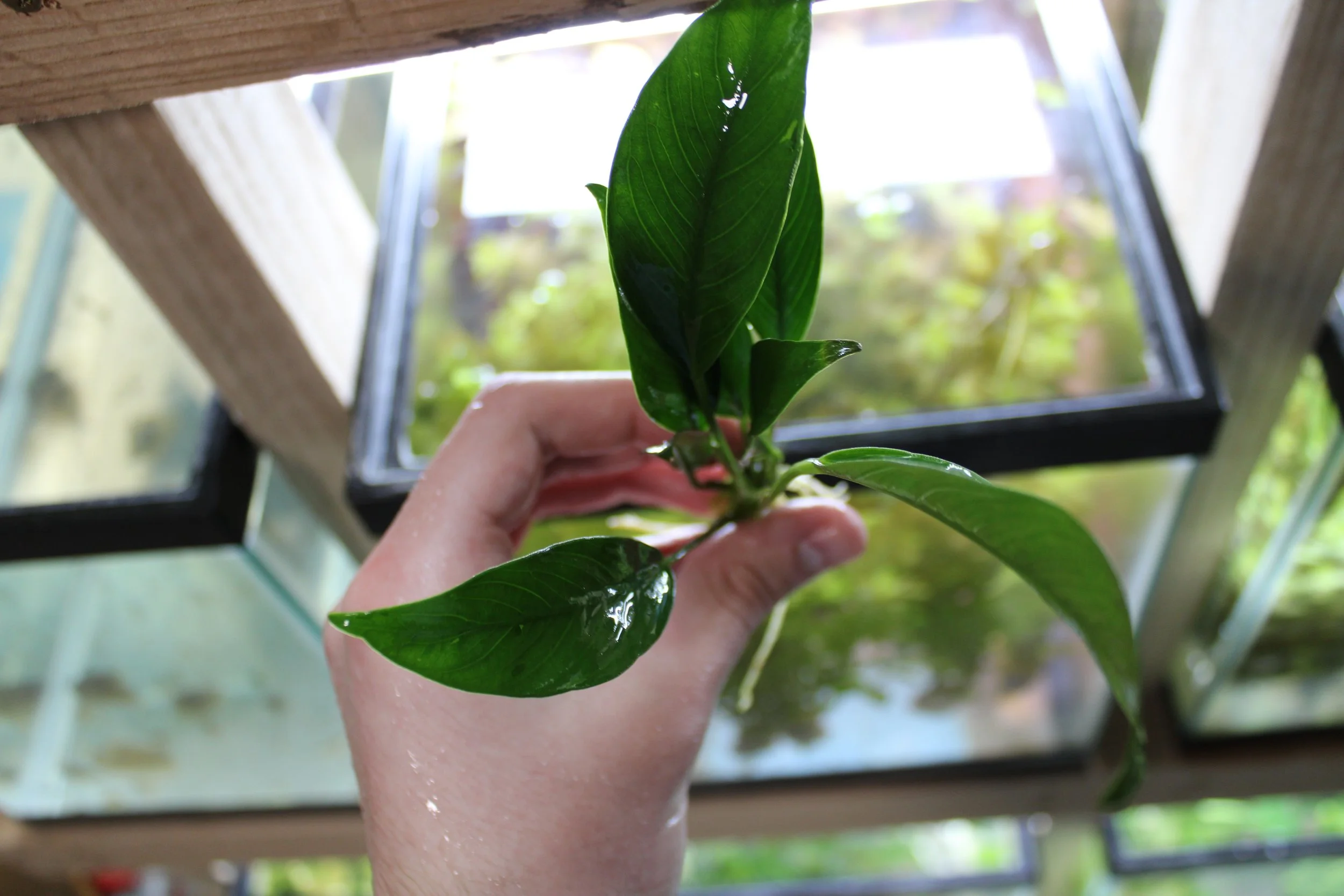 Anubias Afzeli
