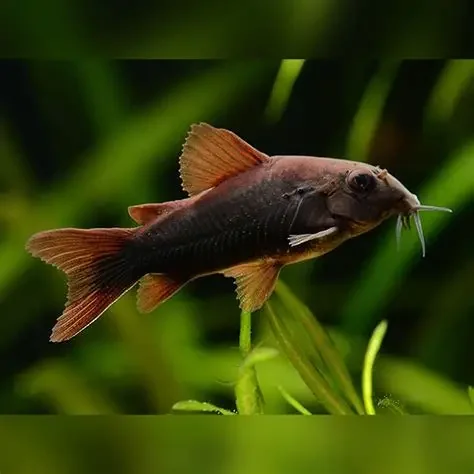 Black Schultzei Cory (Osteogaster schultzei “black”) USA BRED!