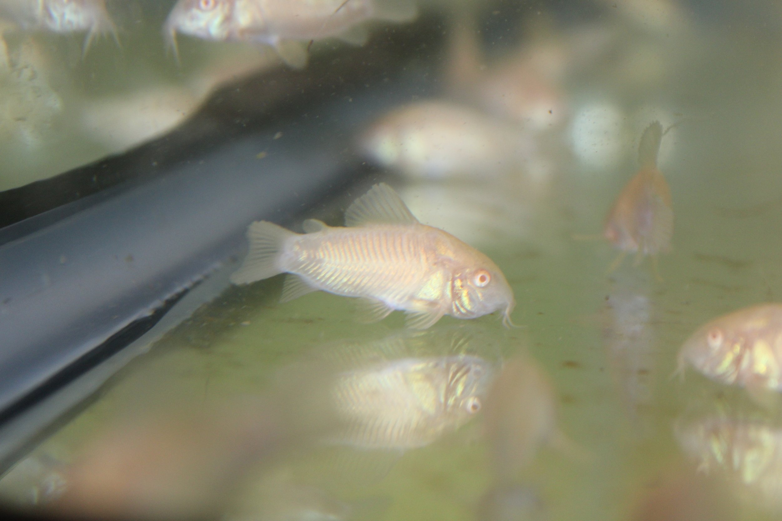 Gold Albino Corydoras