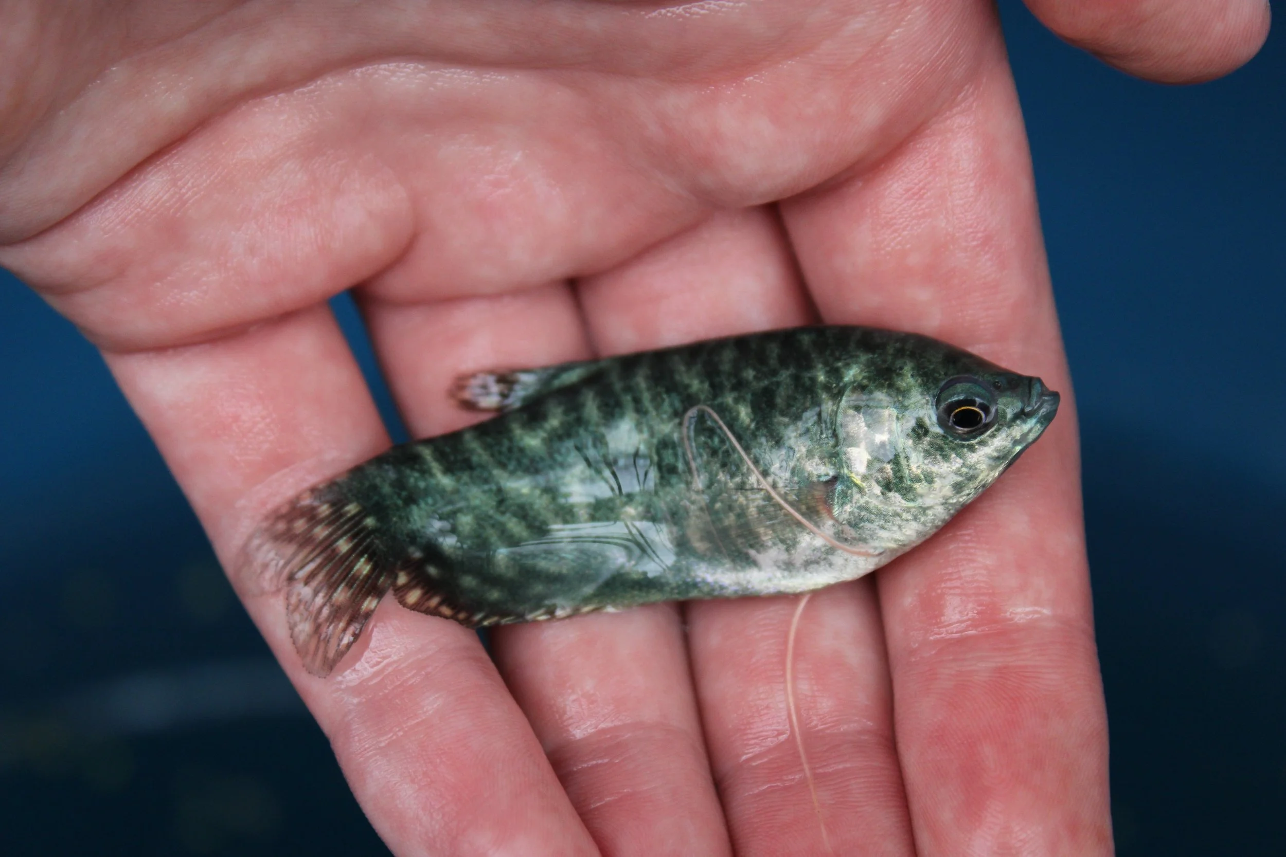 Opaline Gourami Extra Large