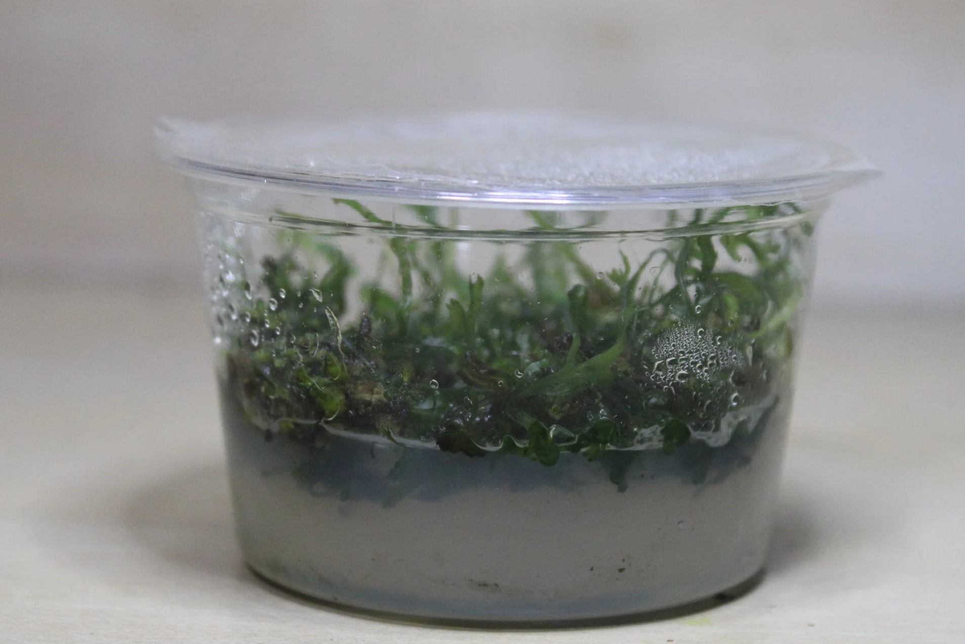 Bolbitis heudelotti Tissue Culture