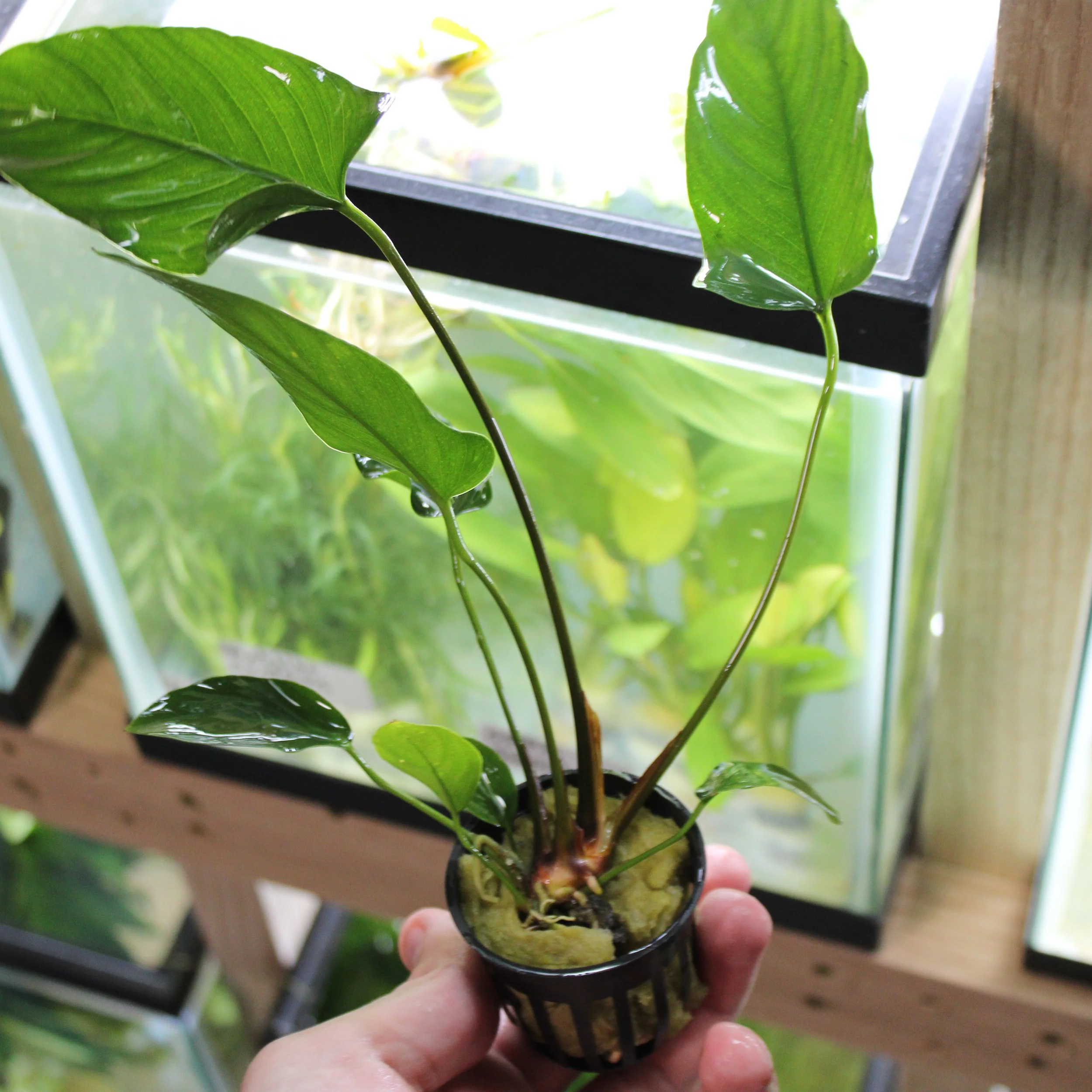 Anubias Hastifolia