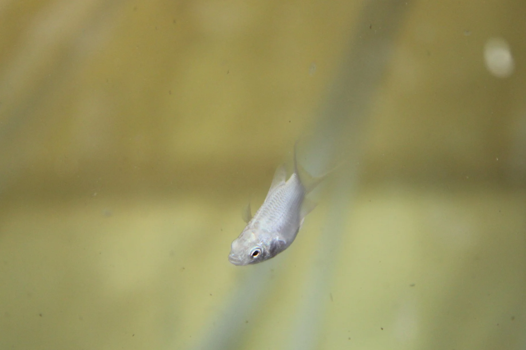 Platinum Balloon Belly Molly 3