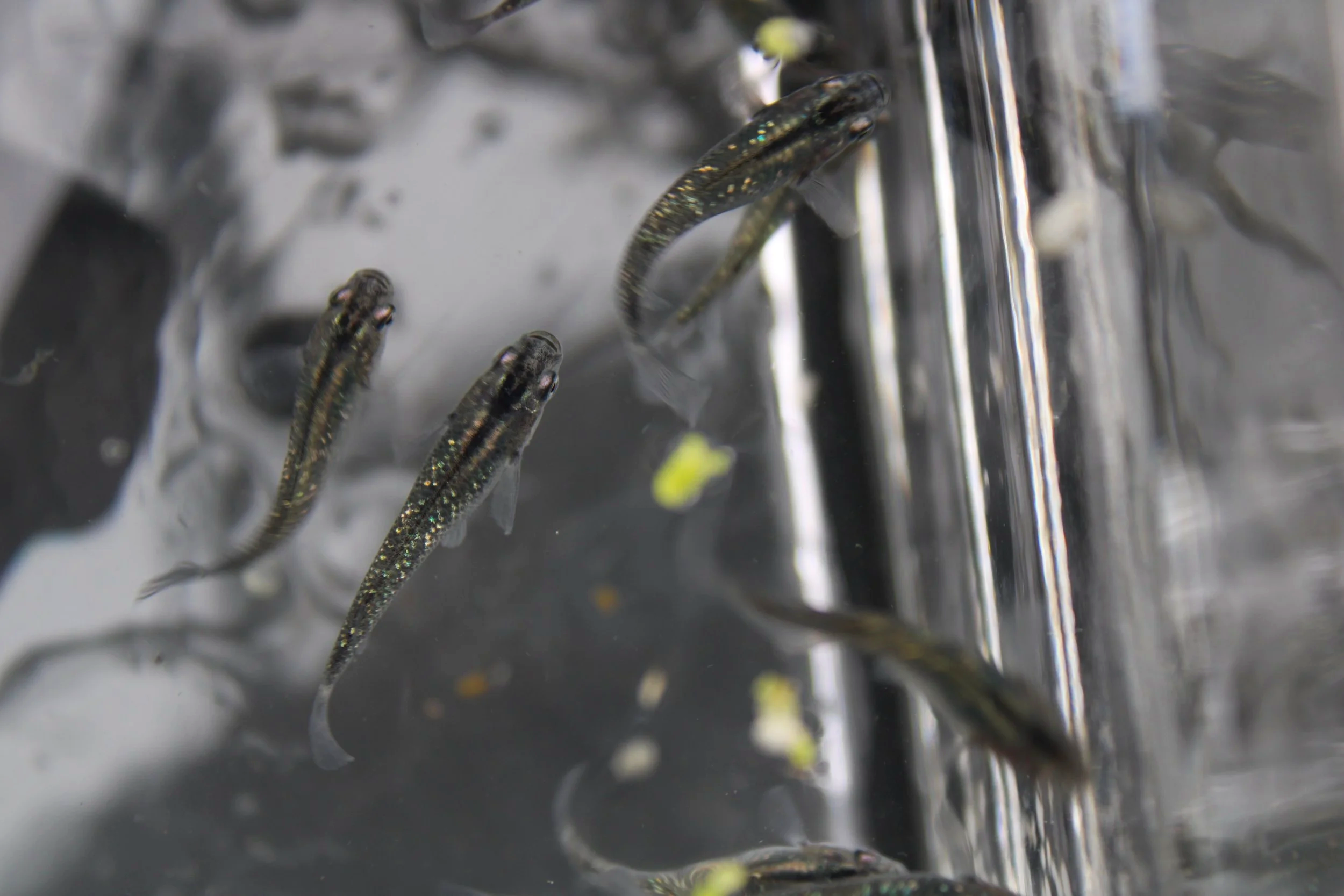 Black Lame Ricefish