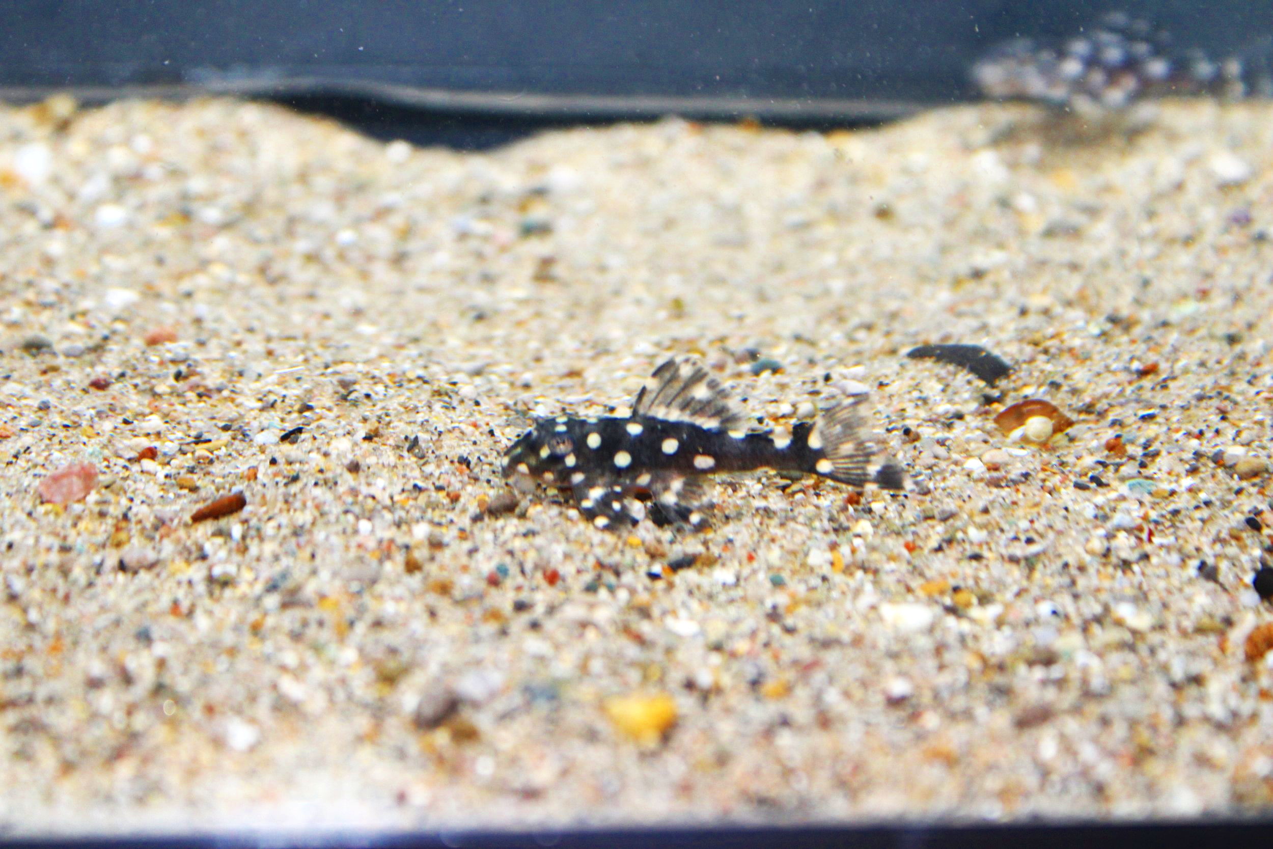 2 Snowball pleco
