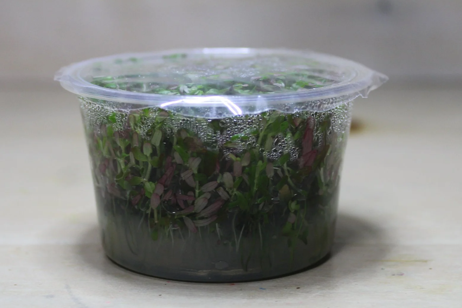 Rotala Vietnam H’ra Tissue Culture