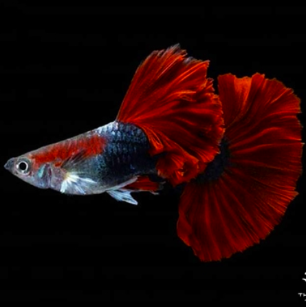 Red rose guppy