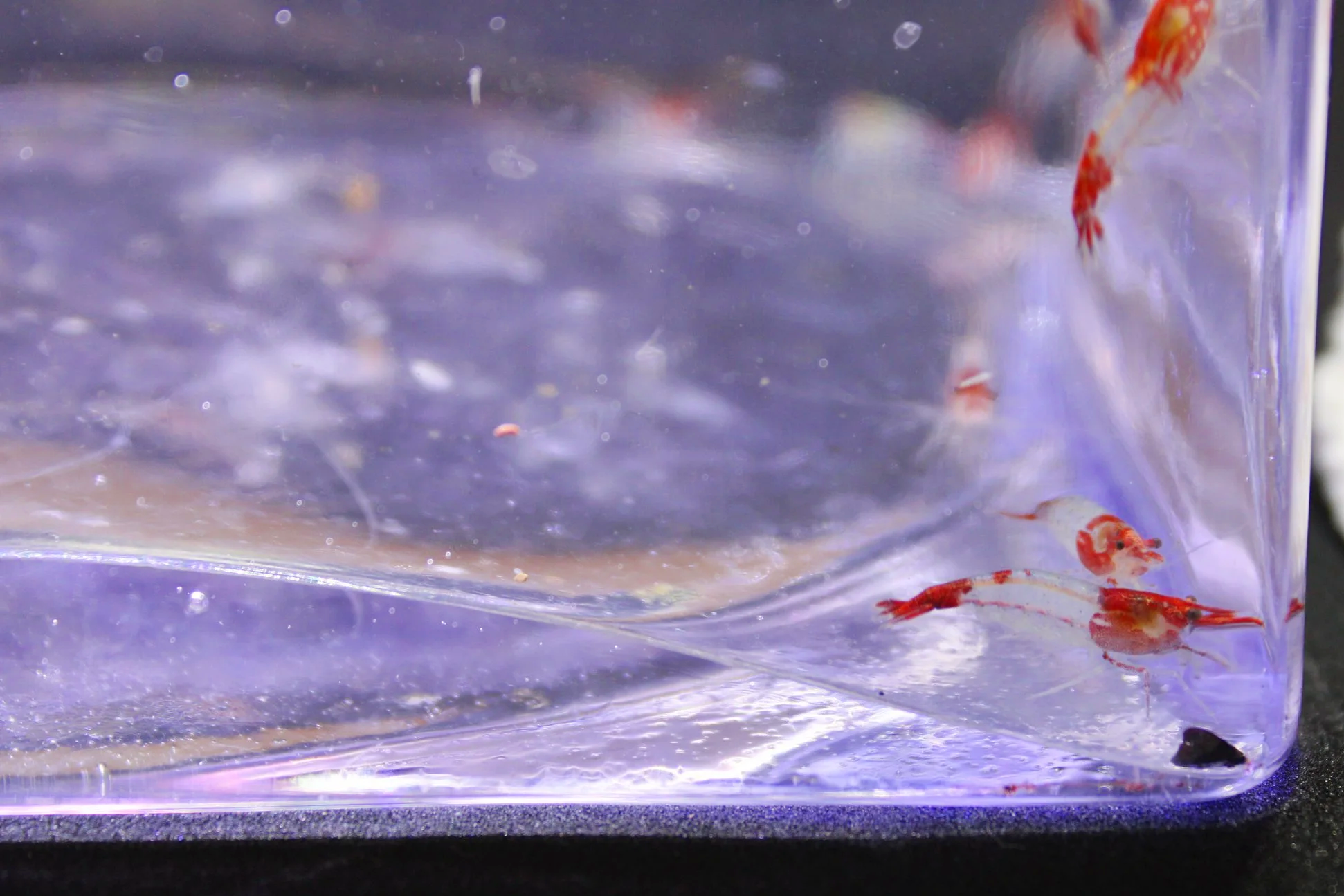 Red Rili Shrimp (Neocaridina davidi) 4