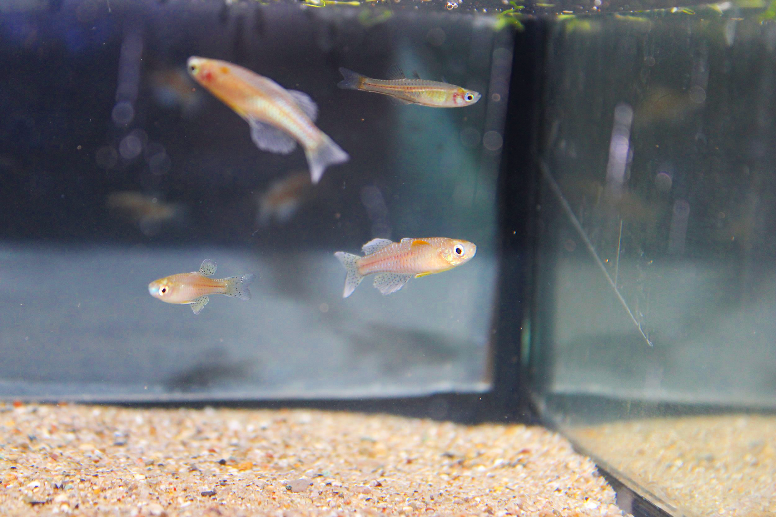 5 spotted blue eye rainbowfish