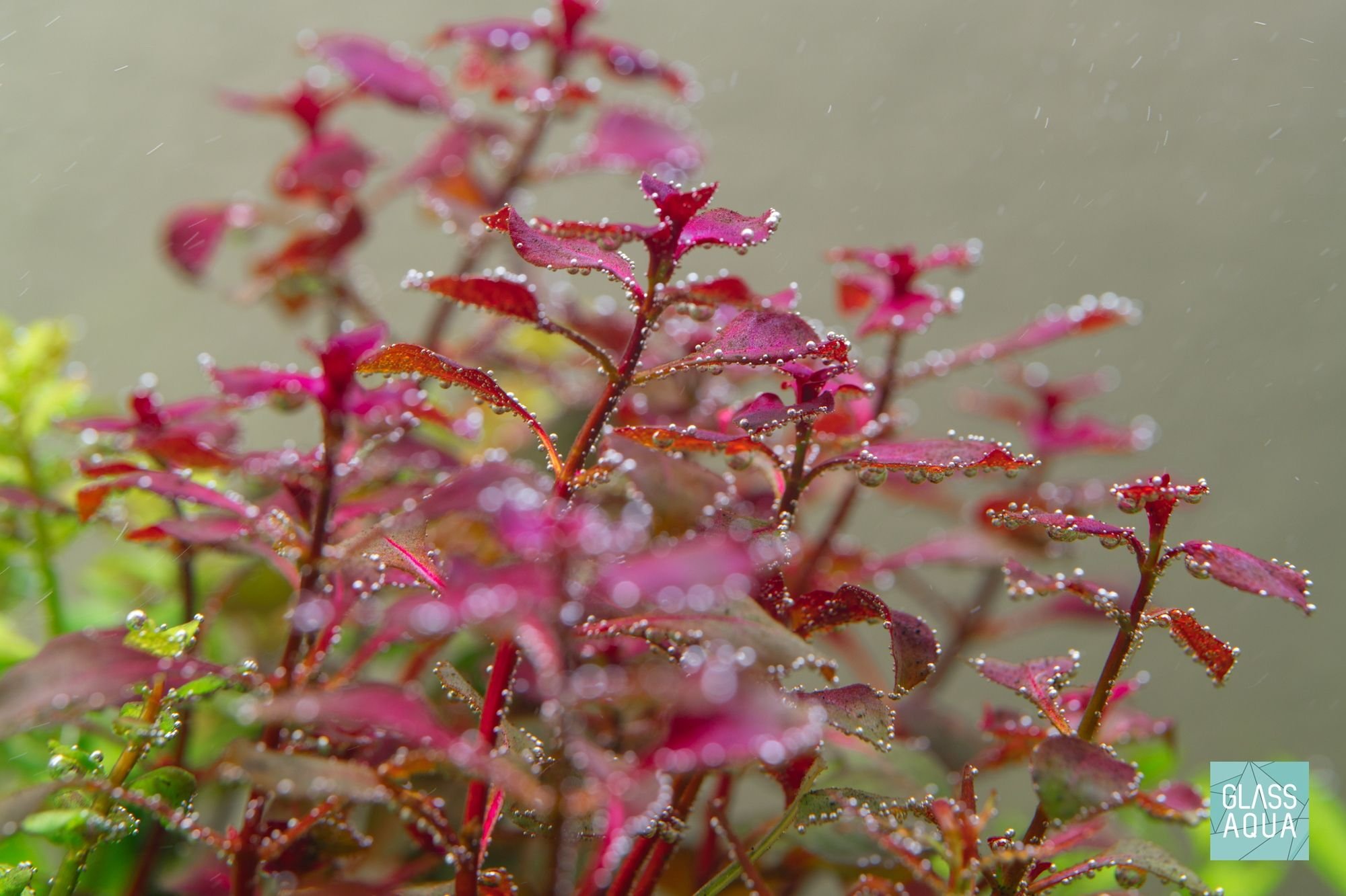 Ludwigia Natans Super Red