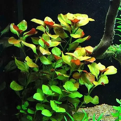 Ludwigia Repens