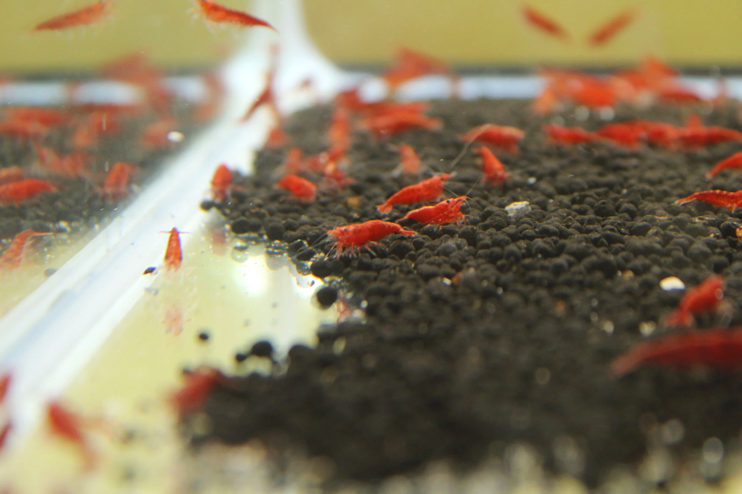 Painted Fire Red Shrimp (Neocaridina davidi) 5