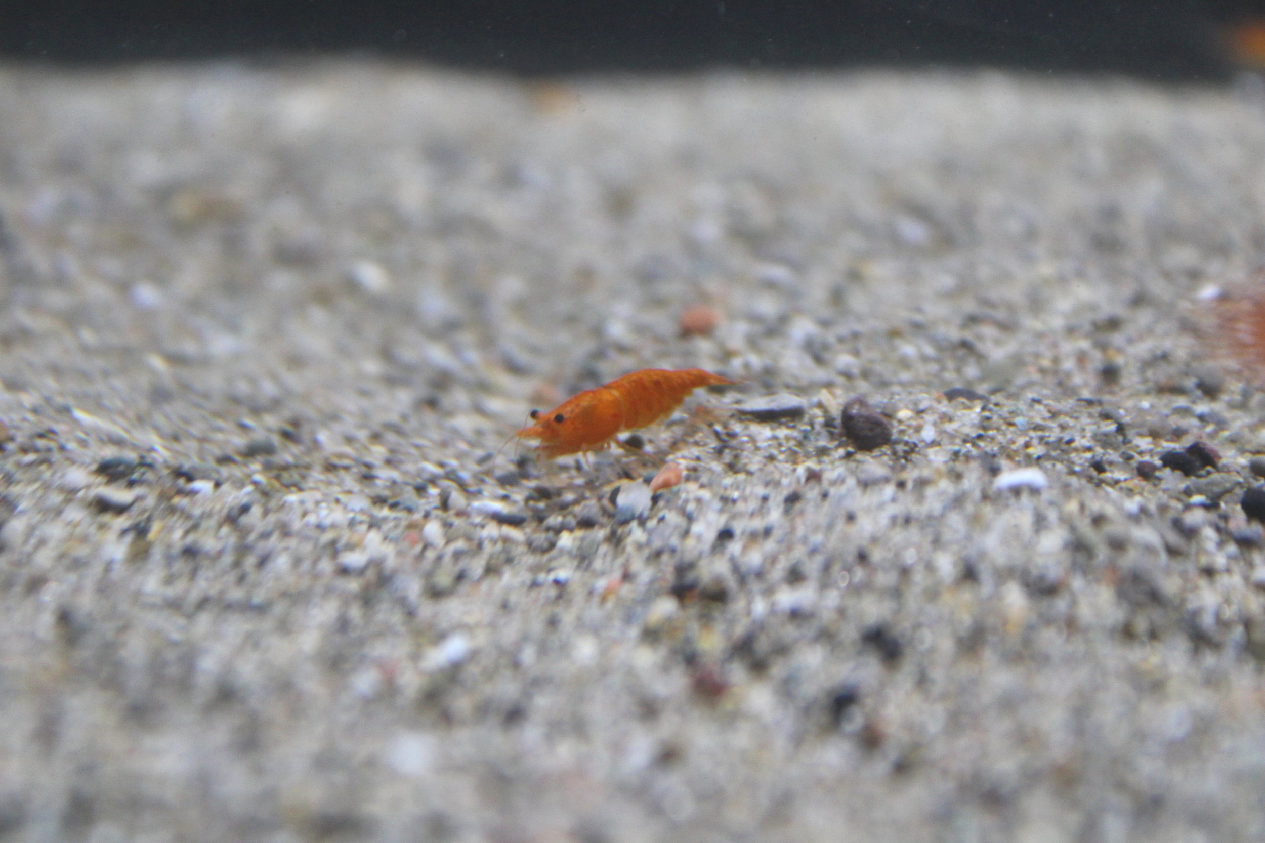 1 male High Grade orange sunkist neocaridina shrimp