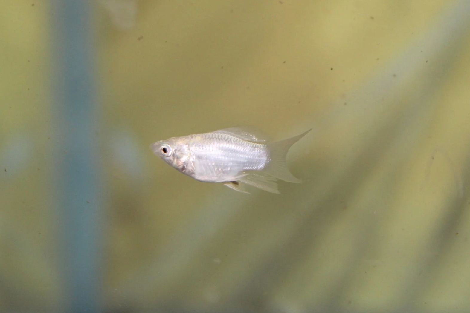 Platinum Balloon Belly Molly 1