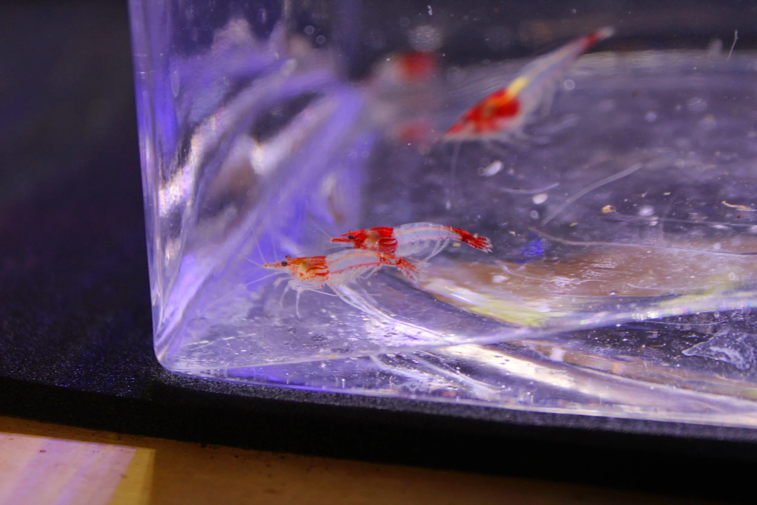 Red Rili Shrimp (Neocaridina davidi)