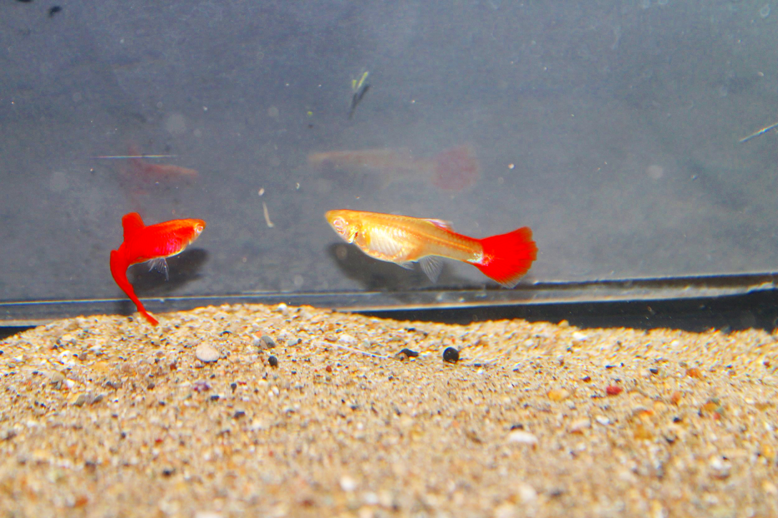 Pair full red albino guppy fish