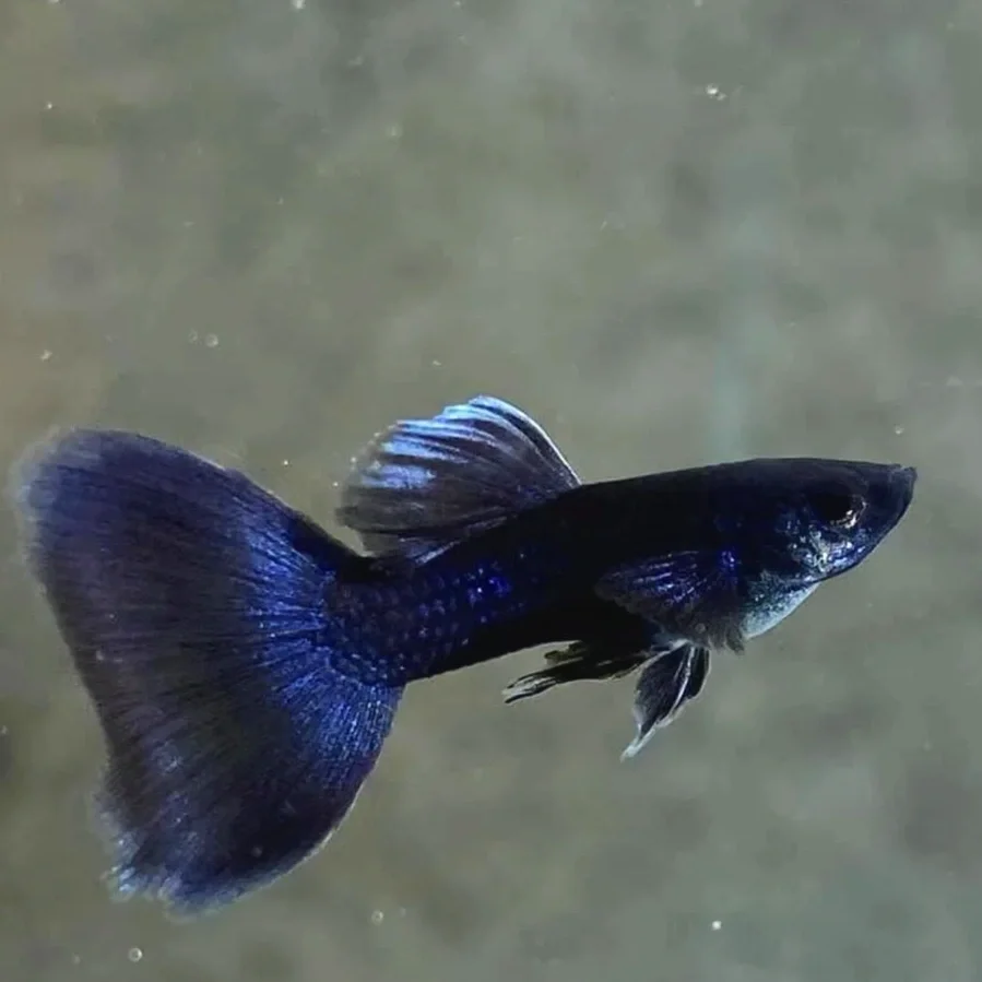 Blue tarzan guppy
