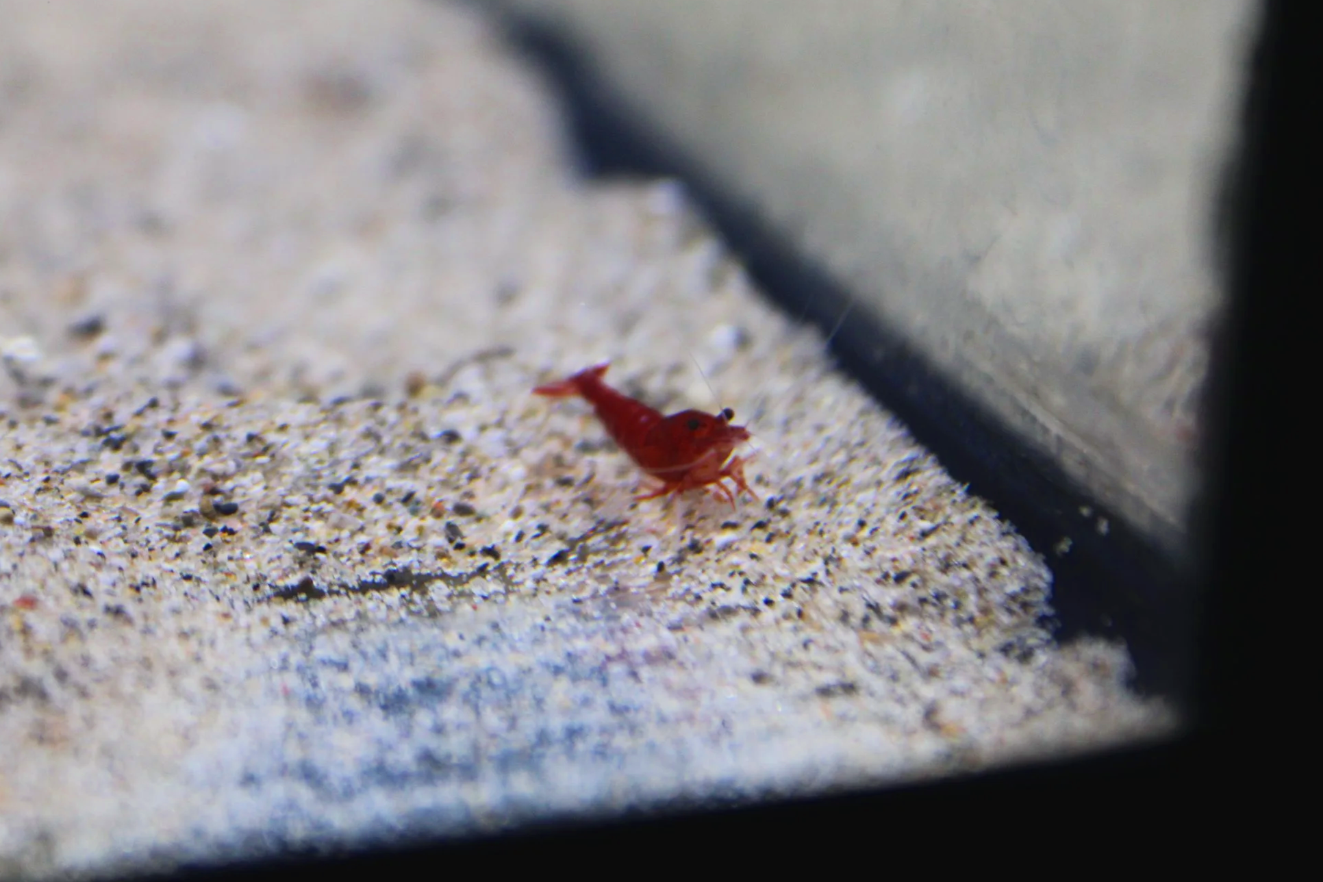 Extreme%2BRed%2Bking%2Bkong%2Bshrimp%2B2.png