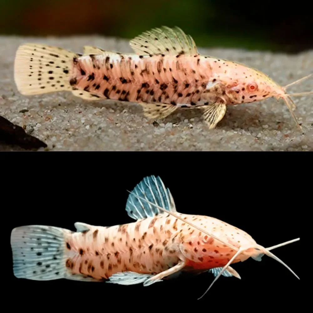 Catfish-–-Albino-Hoplo-Catfish-–-5cm.webp