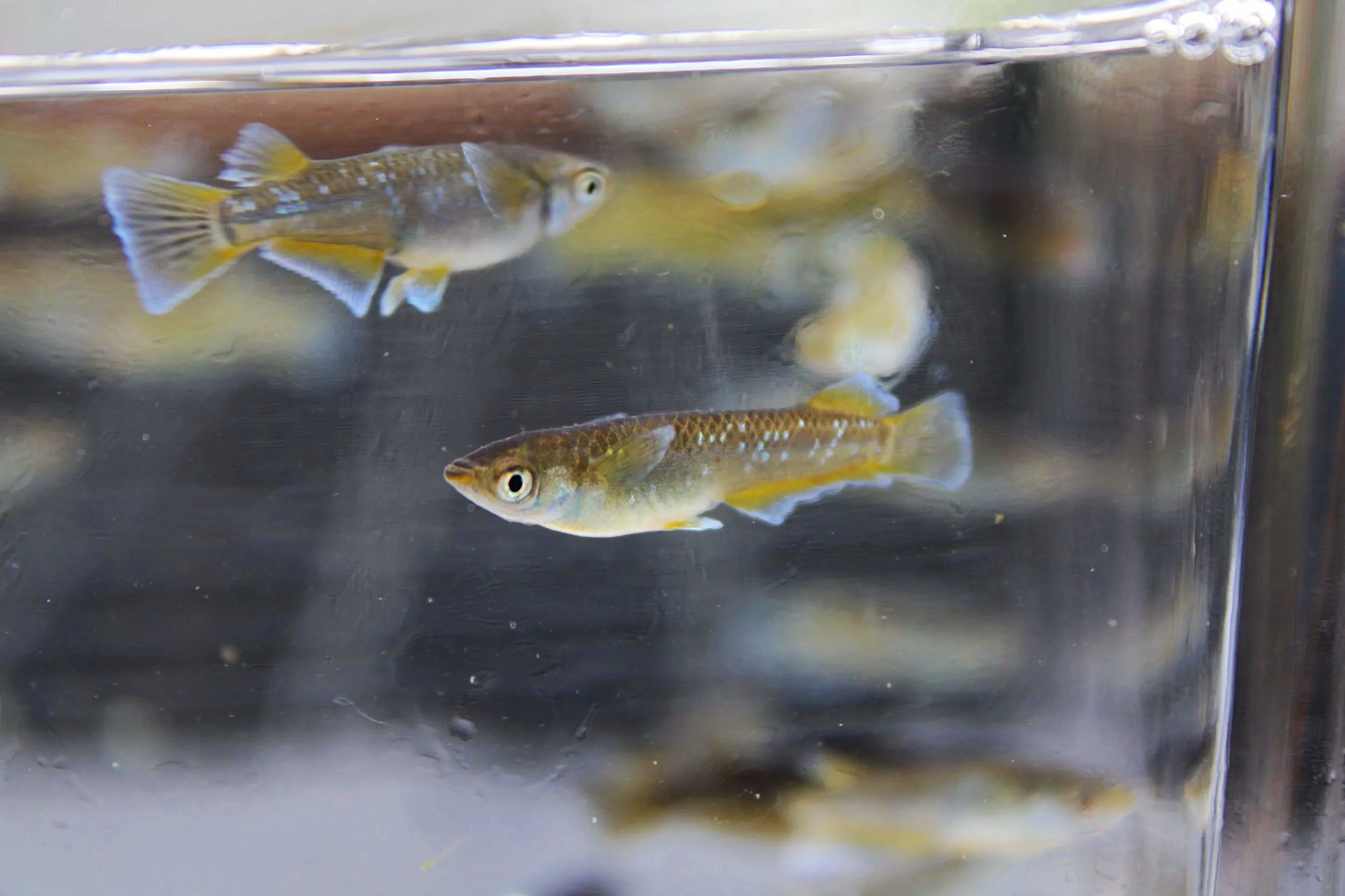 Promage Japanese Medaka Ricefish