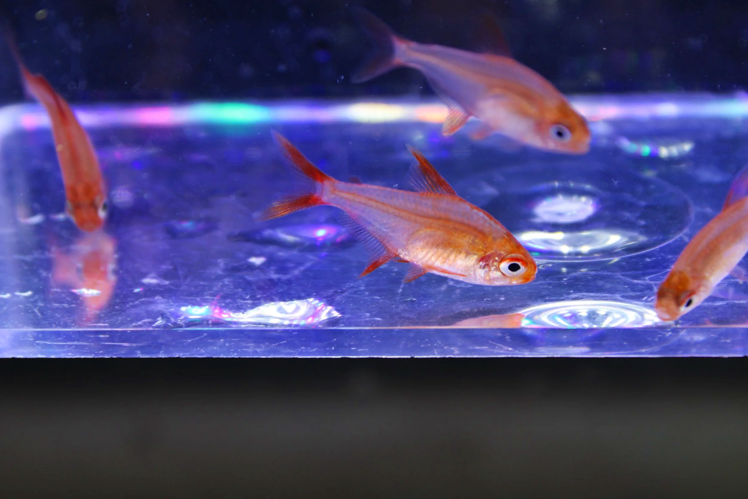 Cherry Red Muzel Tetra