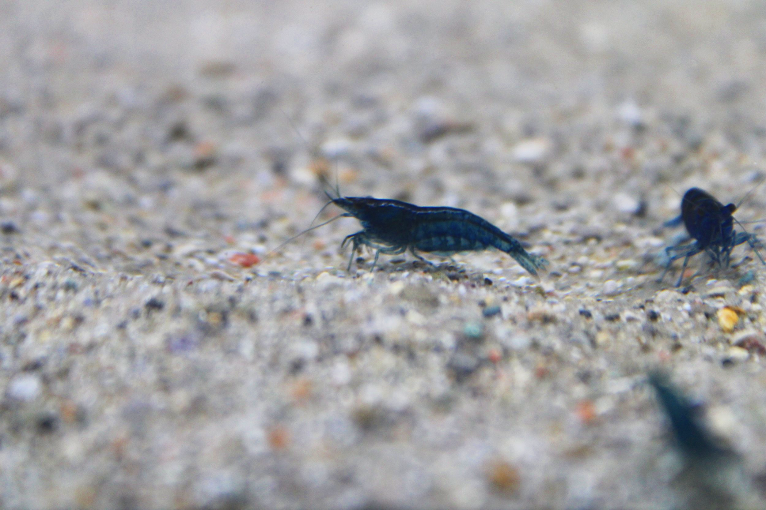 2 high grade blue dream neocaridina shrimp.