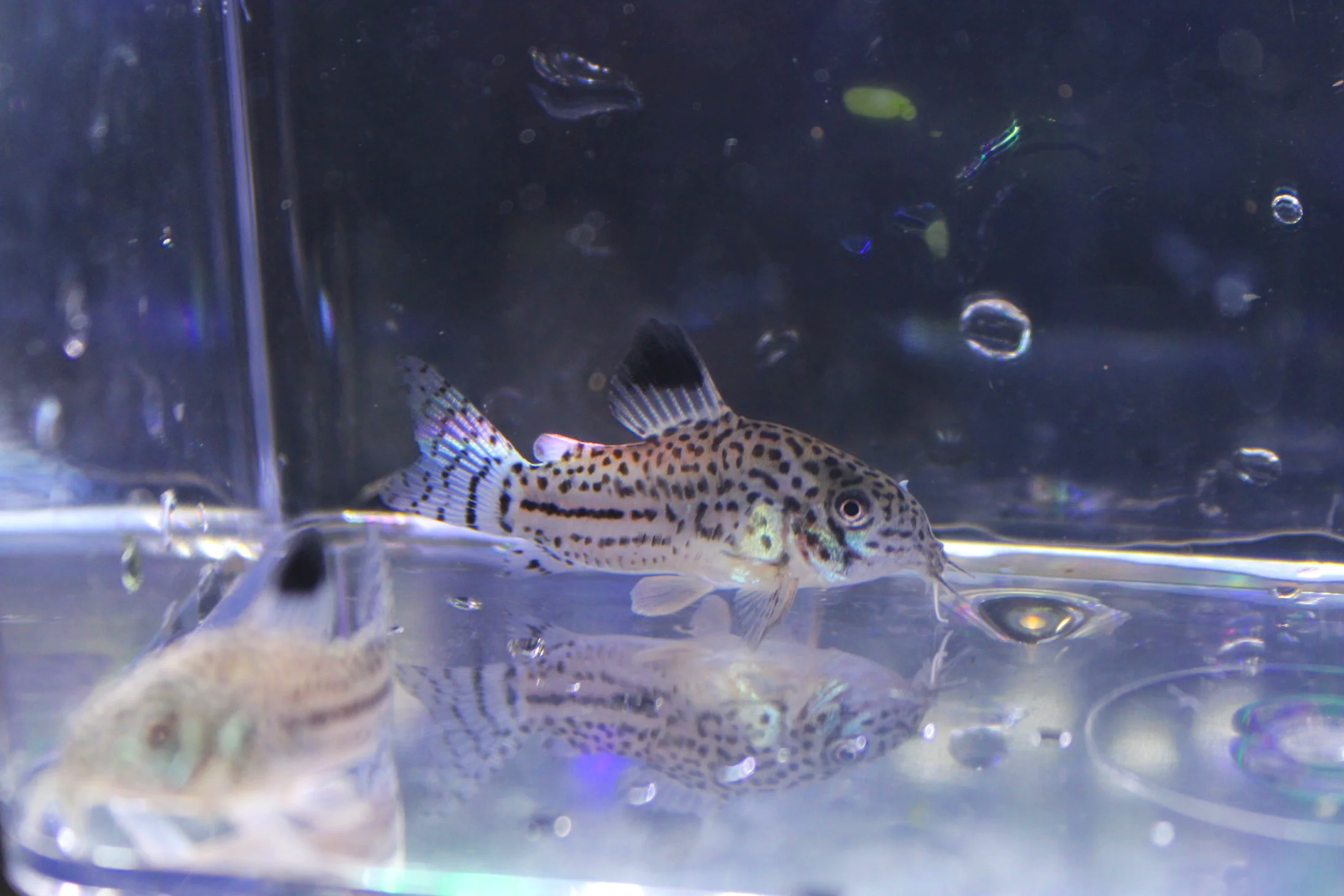 False Julii Corydoras