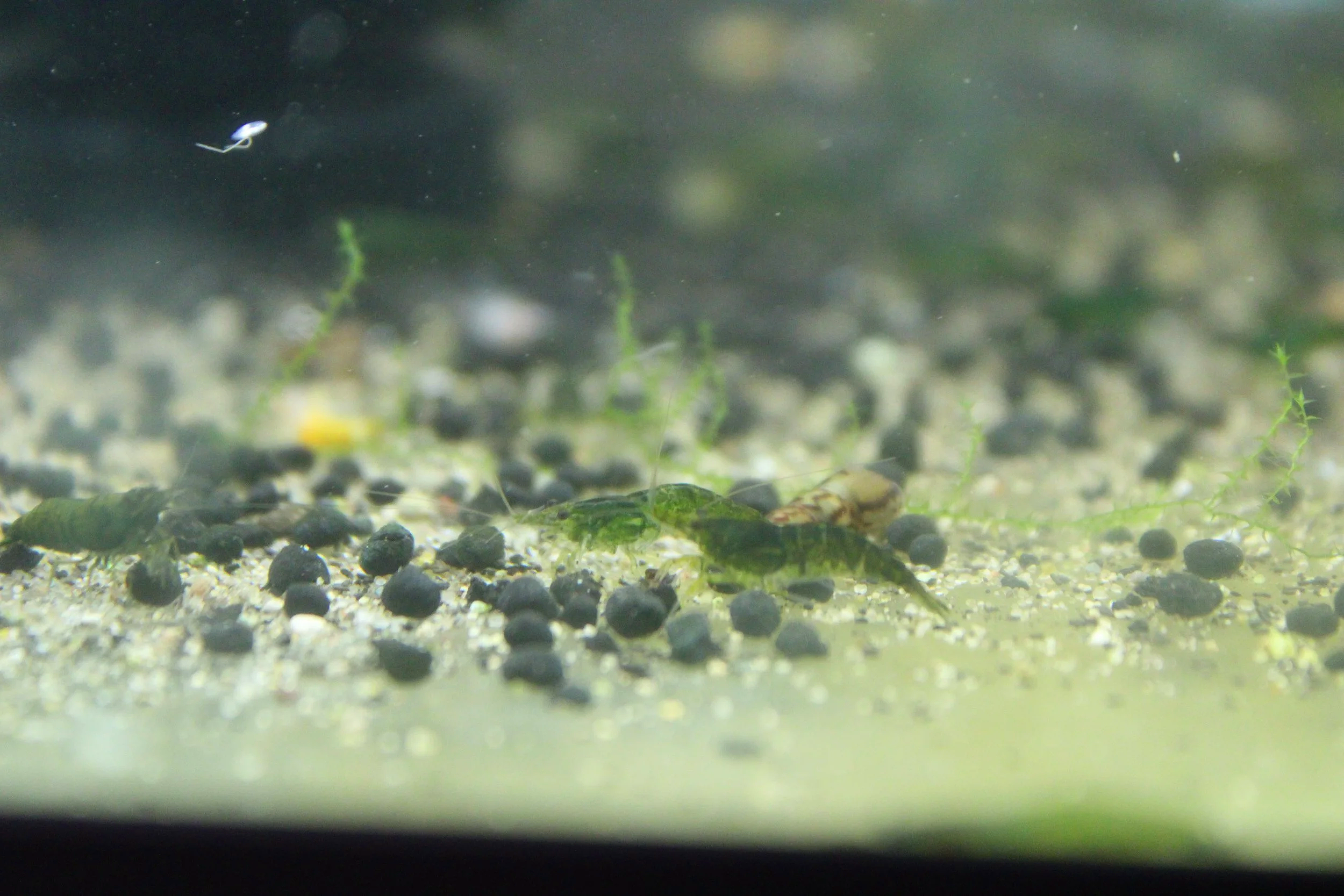 Green Jelly Shrimp (Neocaridina davidi) 1