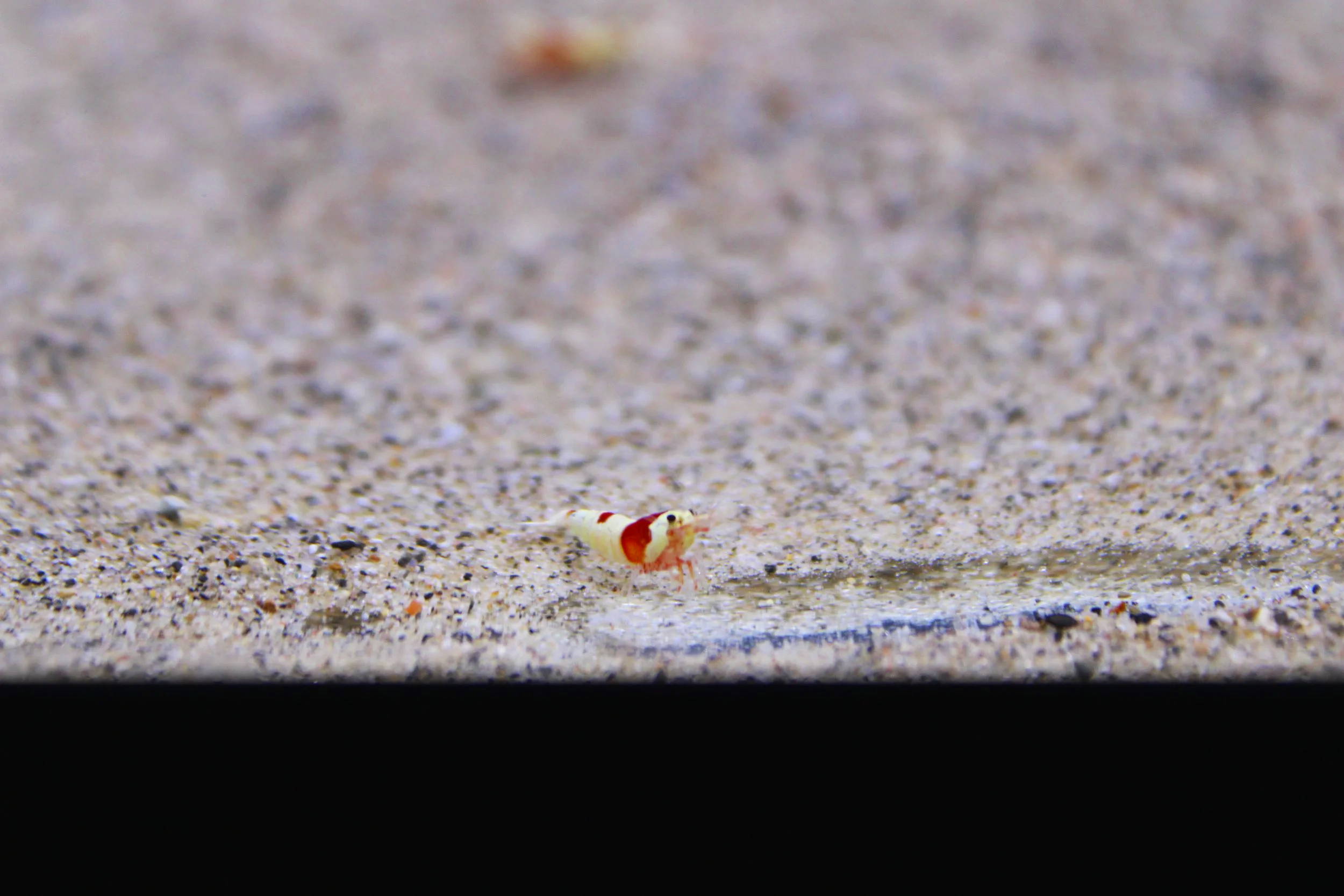 Crystal+Red+Shrimp+grade+s+2.png