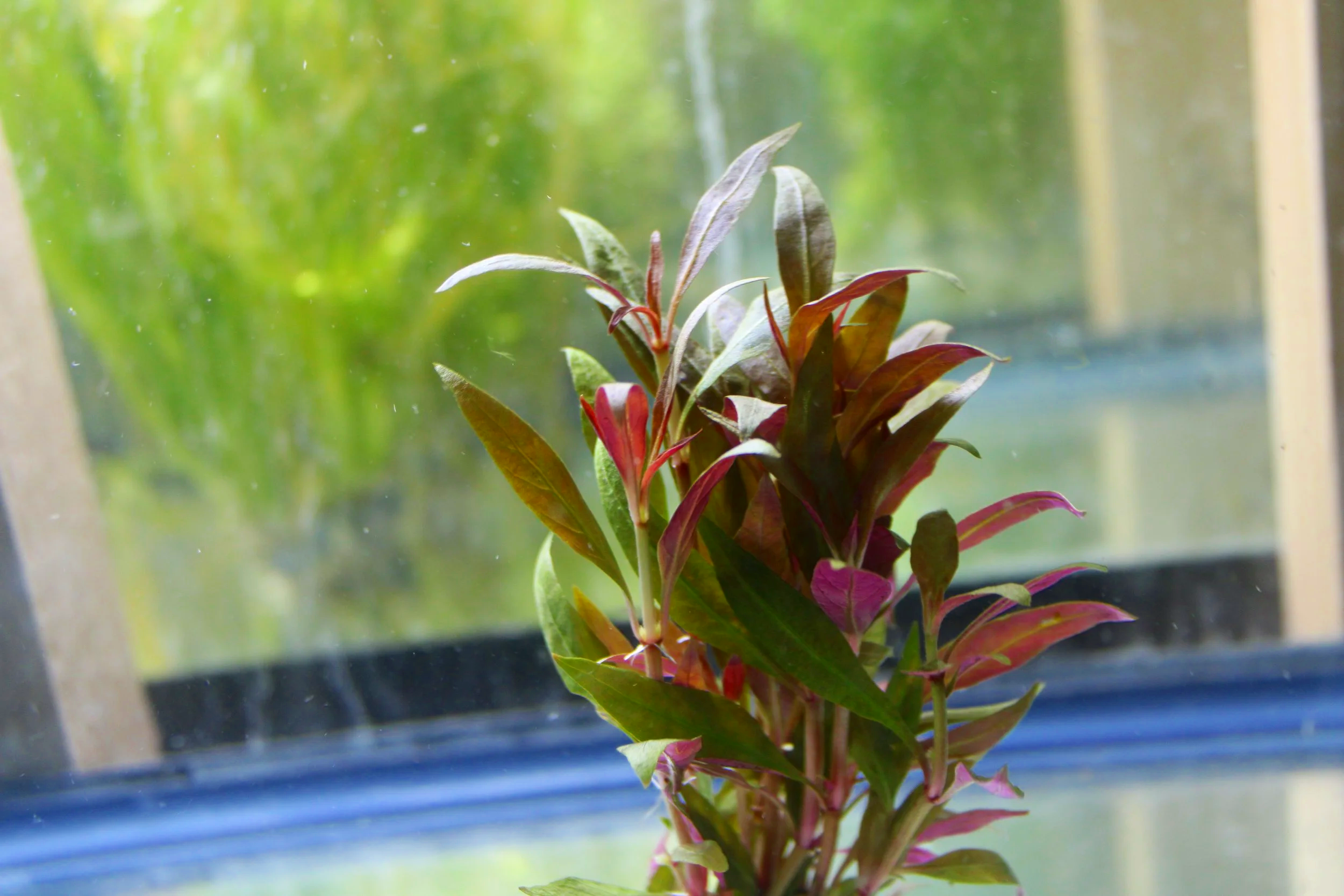 Alternanthera Reineckii