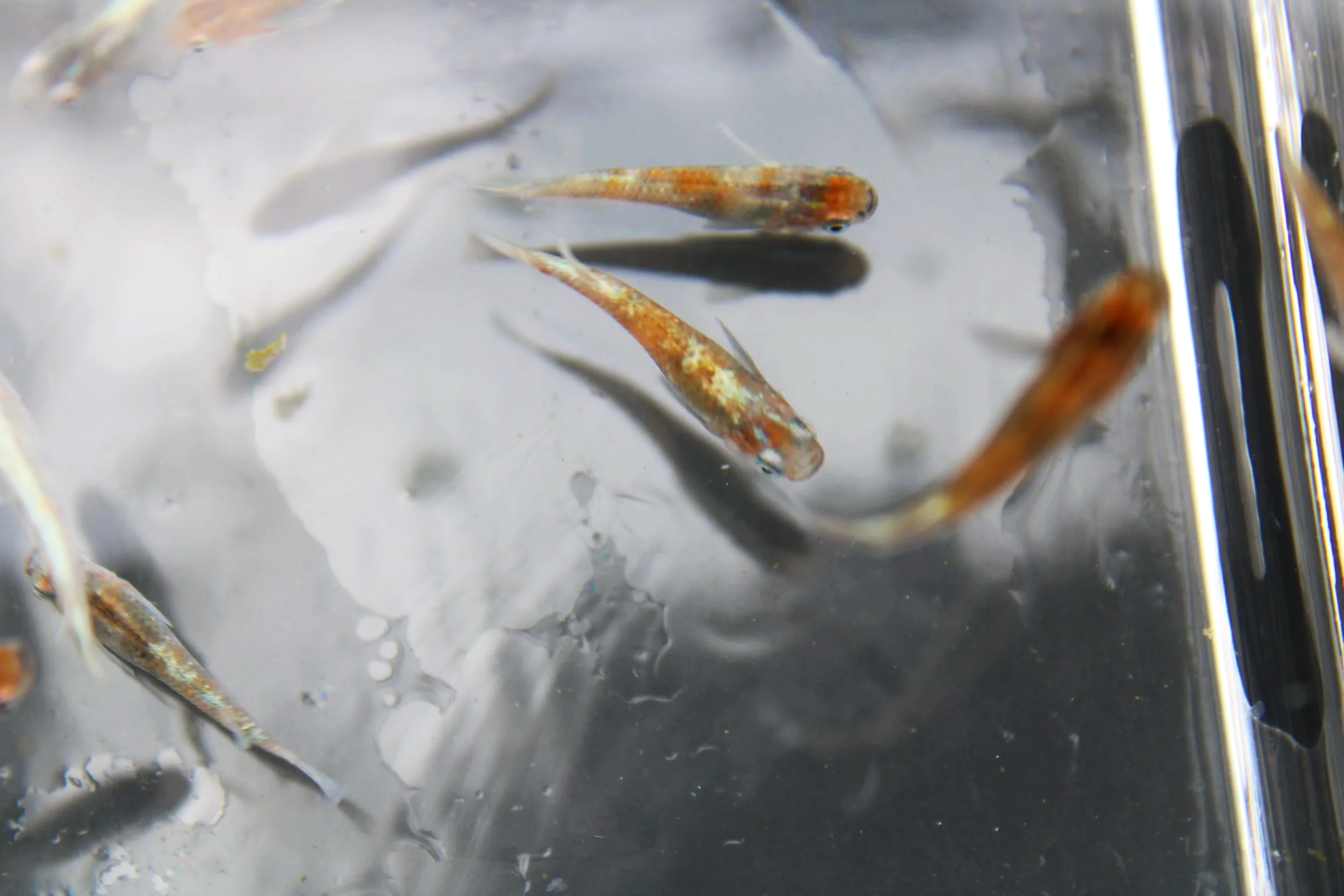 Hong Ok Japanese Medaka Ricefish