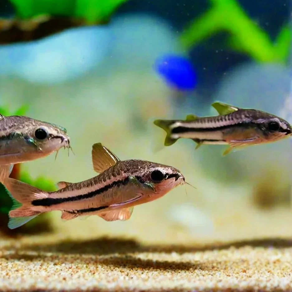 3 Pygmy Corydoras