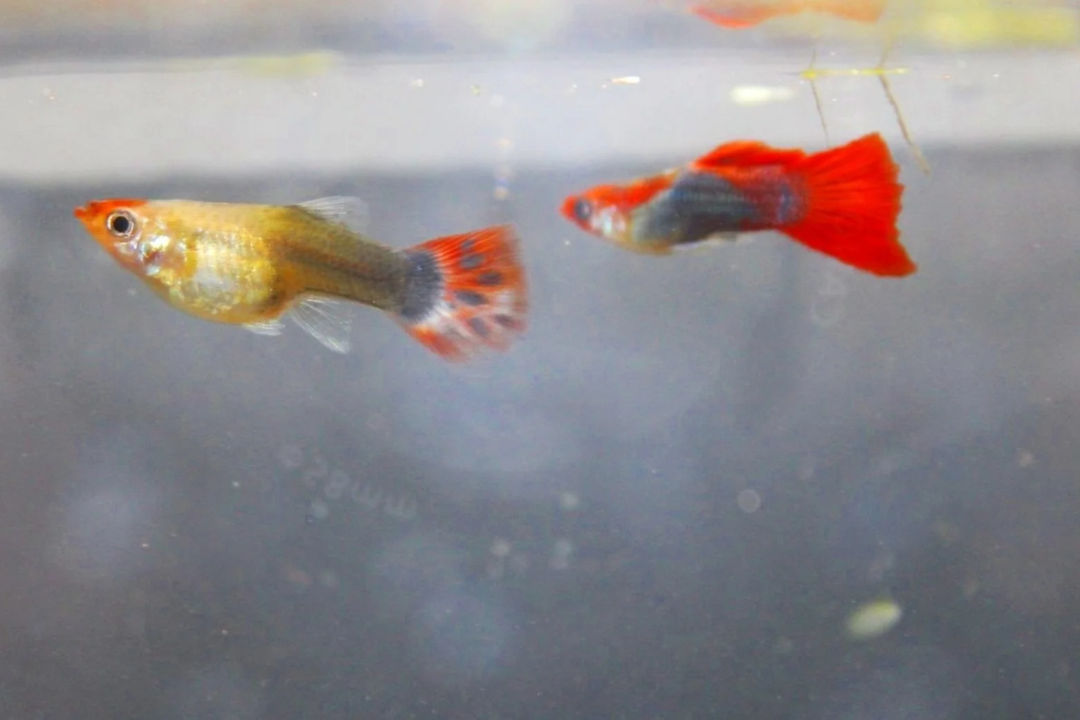 Red Koi Tuxedo Guppy pair
