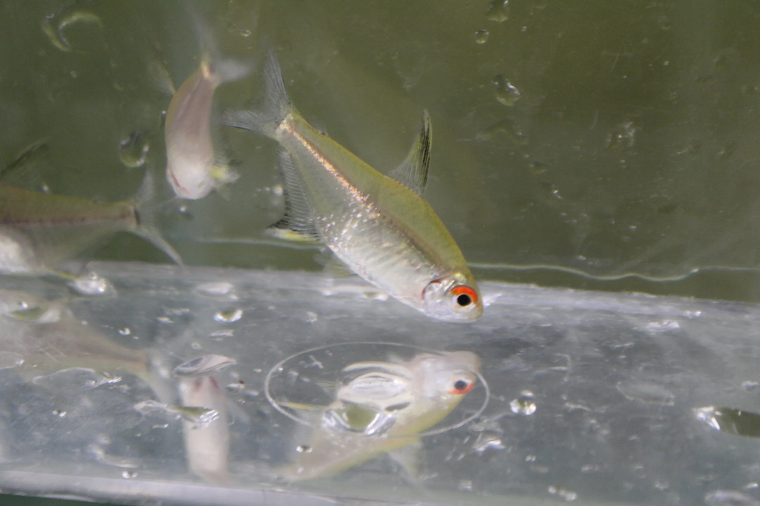 Lemon Tetra